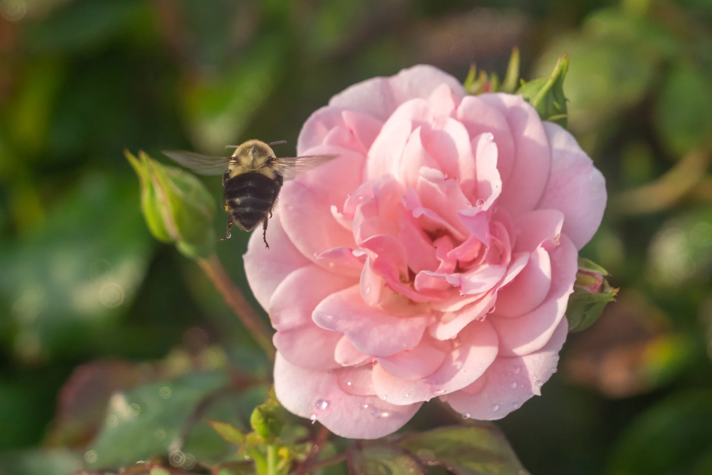 Bumblebee hovering beside a pink rose along Marginal Way in Ogunquit, Maine.