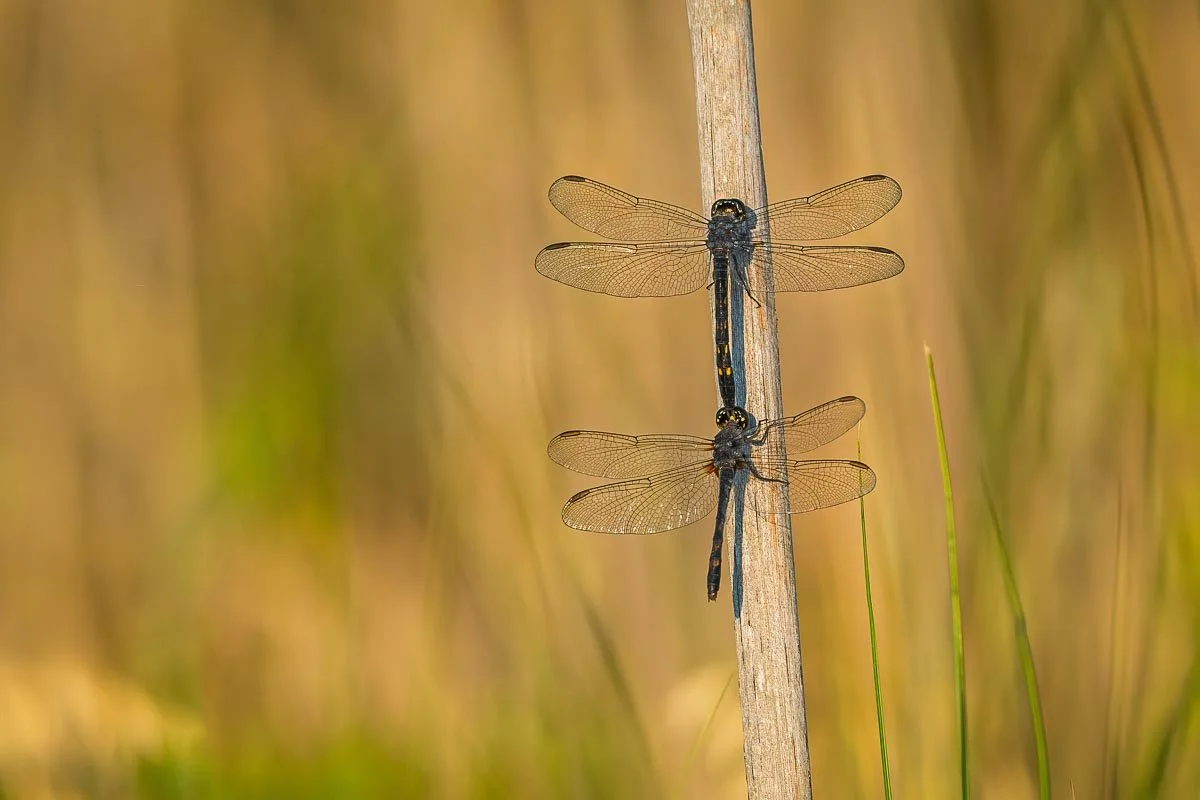 Two dragonflies in tandem resting on a weathered reed, their transparent wings illuminated against a softly blurred golden marsh background.