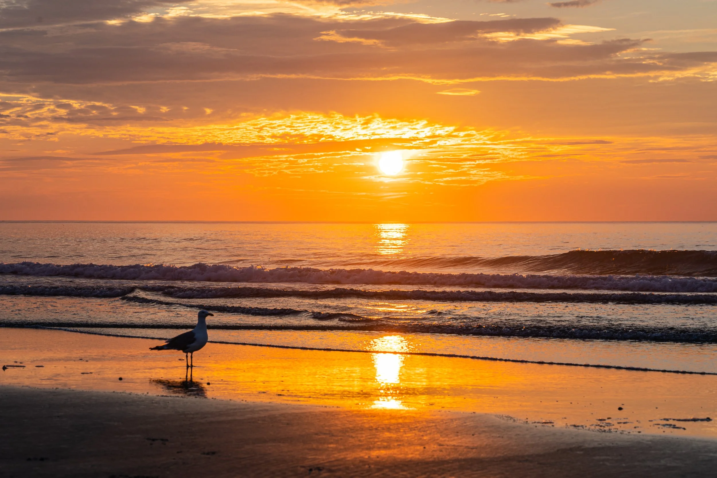 A gull standing near the shoreline as the rising sun reflects across the water