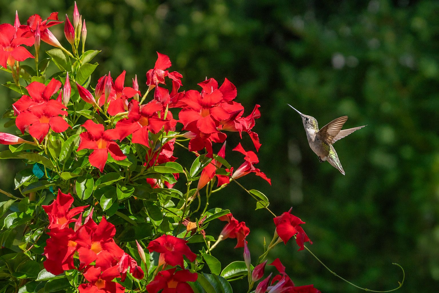 A ruby-throated hummingbird pauses in midair beside brilliant red mandevilla blossoms, captured in a fleeting moment of color, motion, and delicate precision.