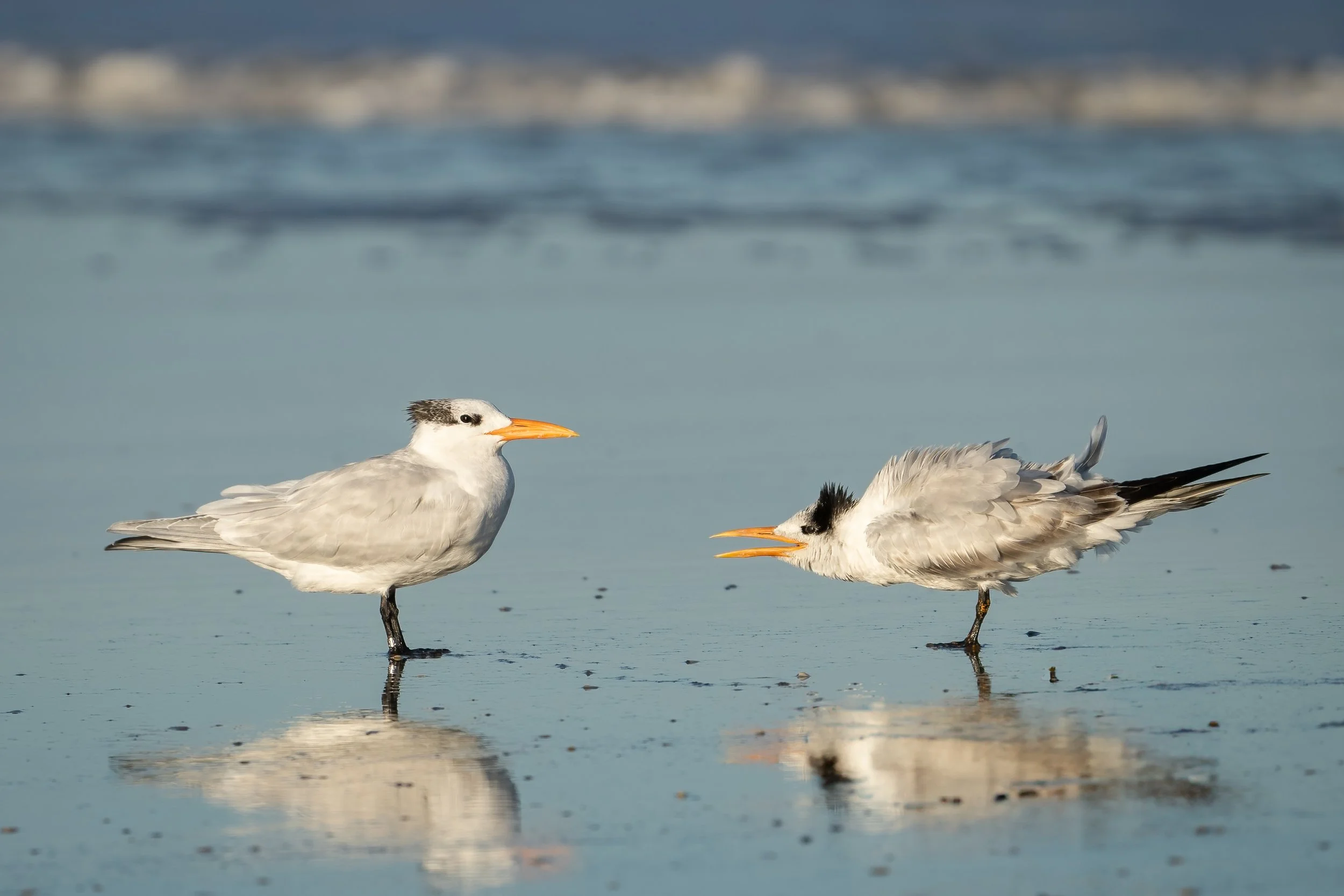 Adult Common Tern facing a begging juvenile on a reflective tidal flat.