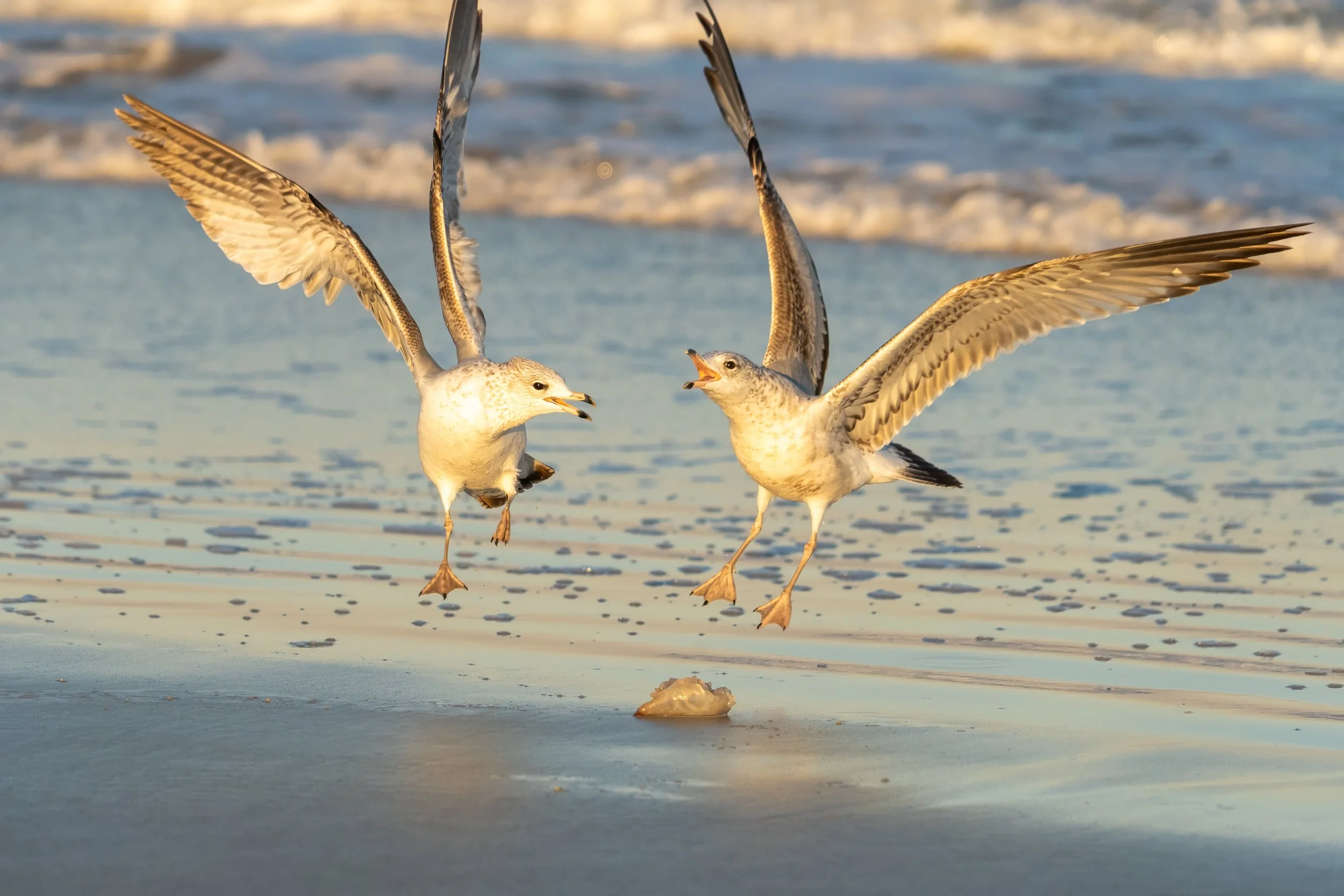 Two ring-billed gulls hover over the shoreline at sunset, competing for a morsel of food on the wet sand.