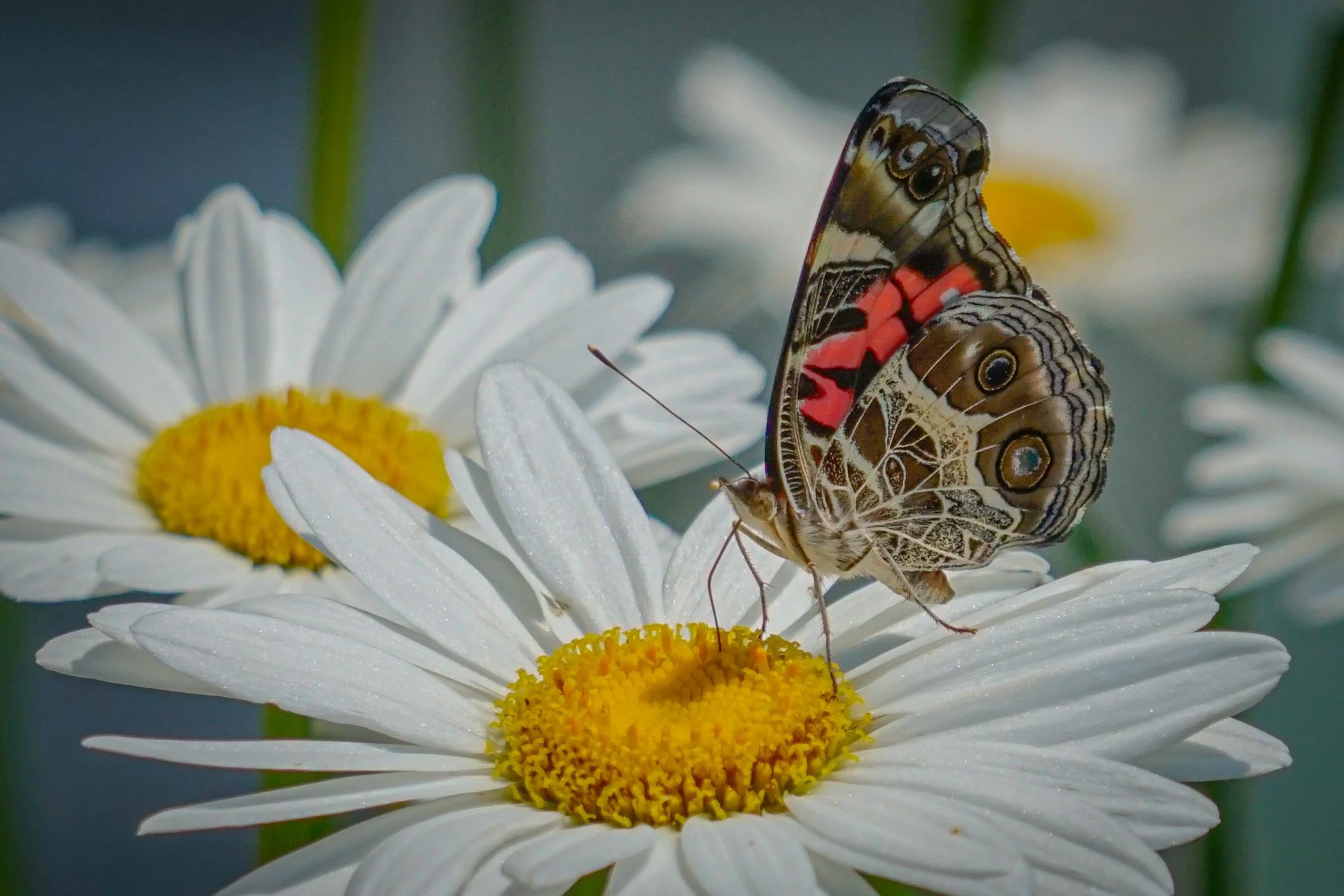 American lady butterfly perched on a white Shasta daisy with wings partially open.