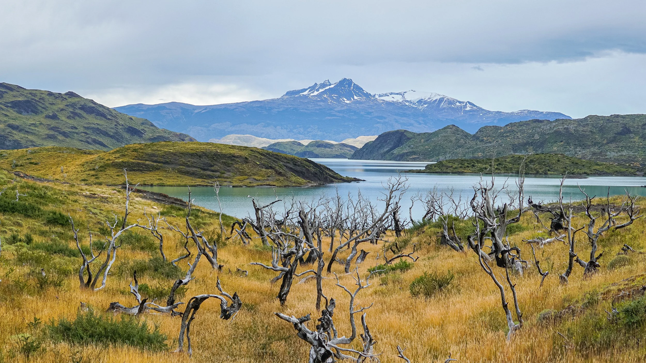 Weathered dead trees in golden grass overlook a lake with snow-capped mountains beneath an overcast sky in Torres del Paine National Park, Patagonia, Chile.
