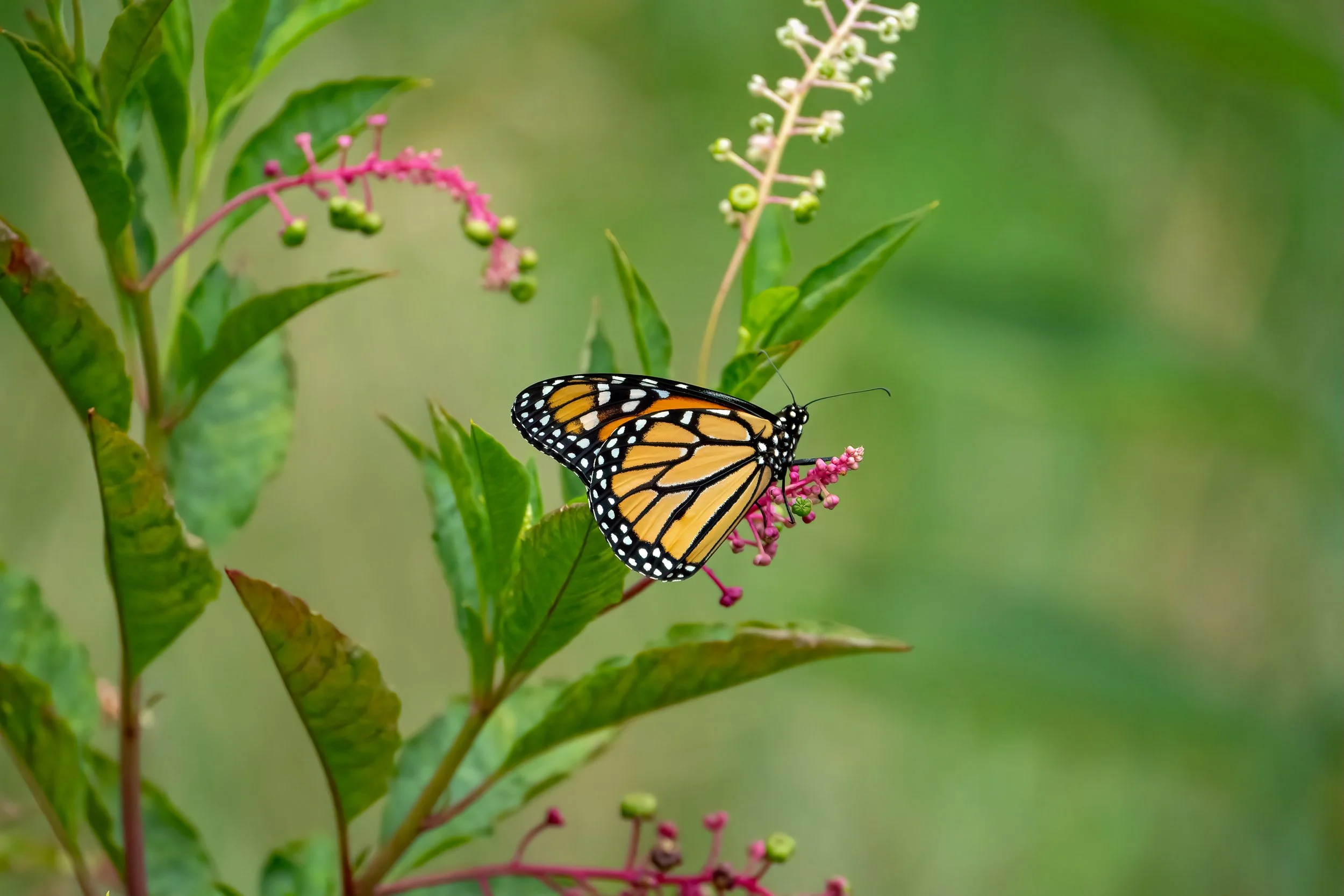 Monarch butterfly feeding on pokeweed flowers in a meadow in Pennsylvania.