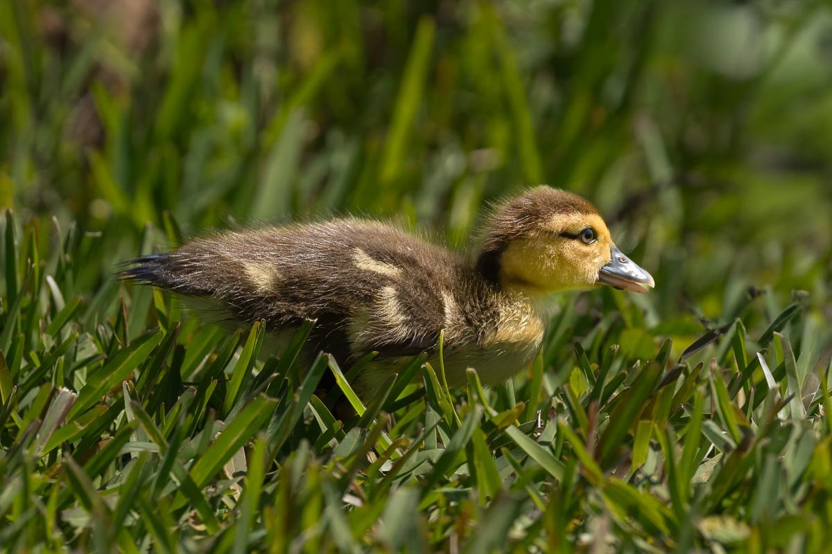 Young duckling walking through lush green grass at Lake Morton in Lakeland, Florida, illuminated by warm morning light.