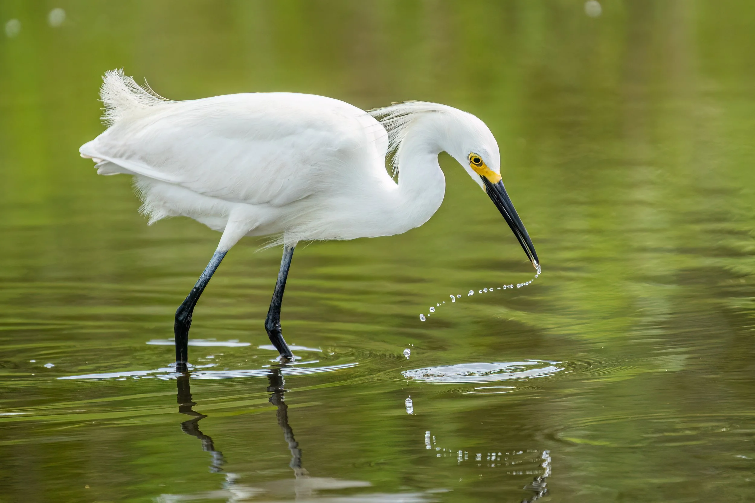 Snowy egret wading in shallow water with droplets falling from its bill.