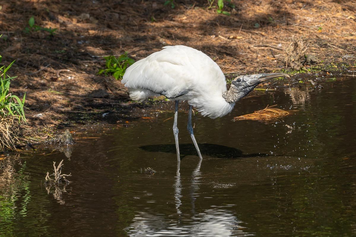 Wood Stork foraging in shallow wetland water, lifting its head after probing with its long curved bill as droplets scatter around it.