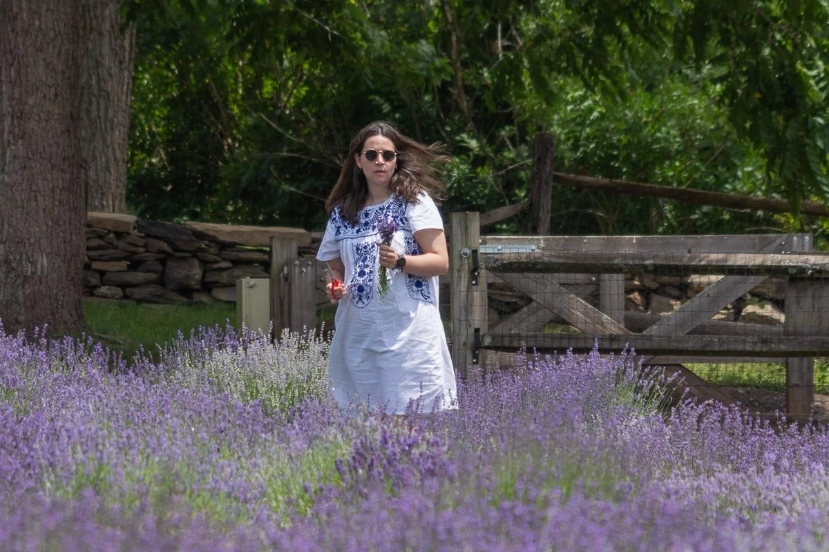 Visitor carrying a freshly cut bundle of lavender while walking through the blooming fields at Peace Valley Lavender Farm in Bucks County, Pennsylvania.