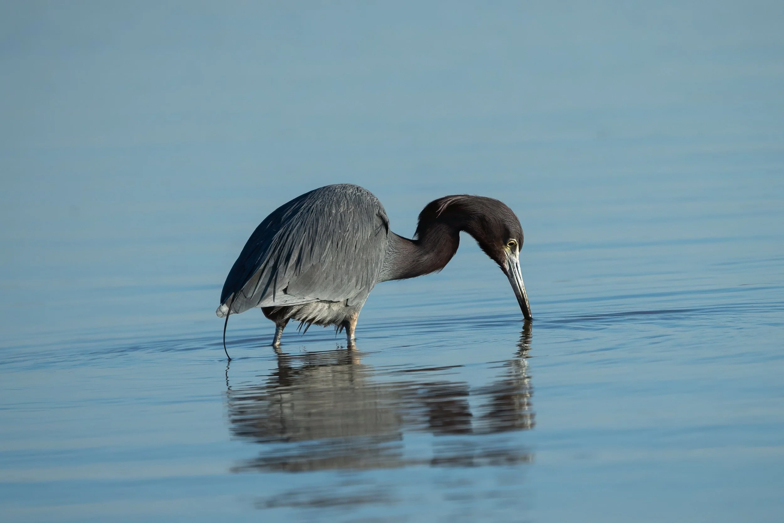 Little blue heron hunting in shallow water with its bill touching the surface and its reflection visible below.