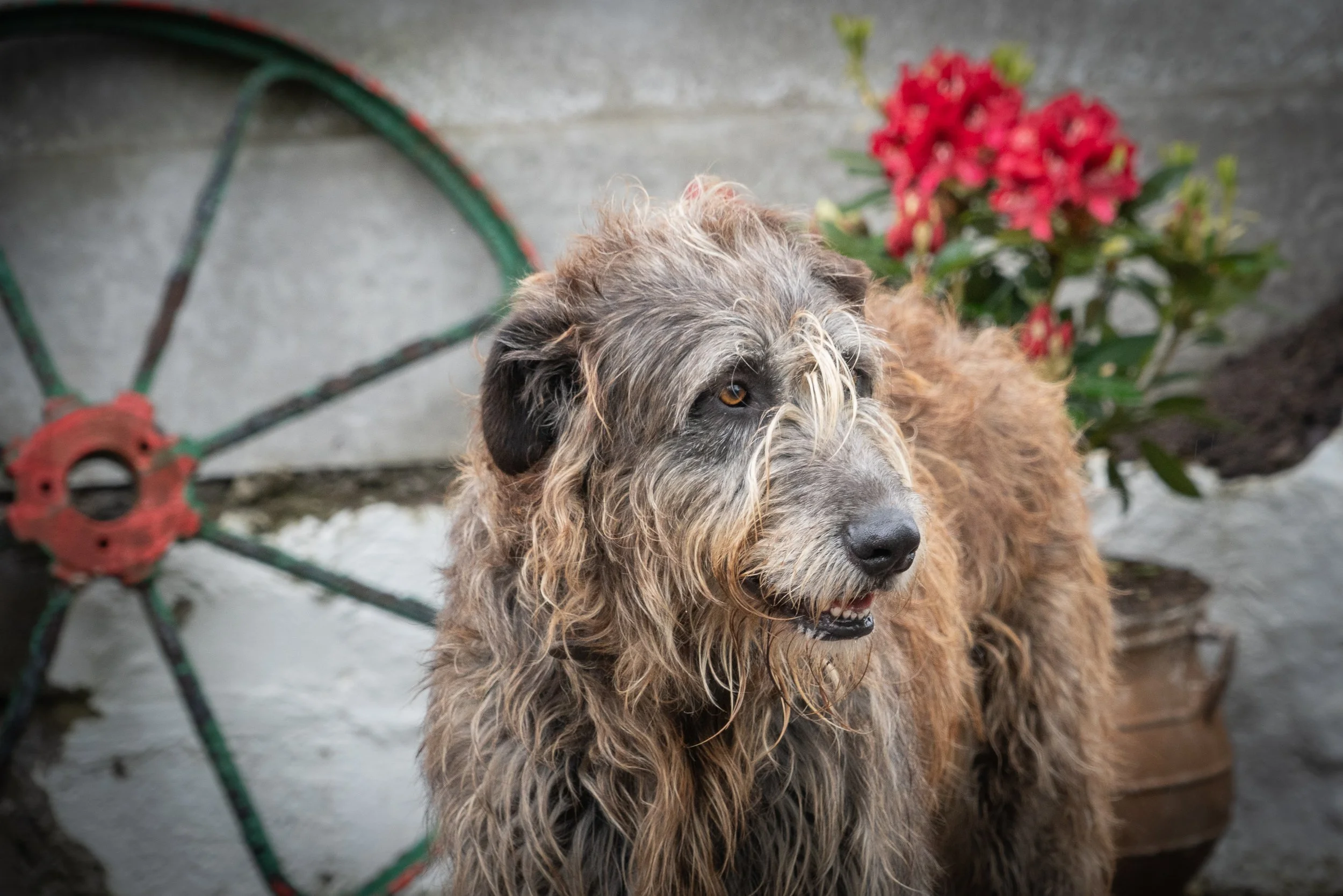 An Irish Wolfhound standing beside a rustic stone wall with a traditional wagon wheel and bright red flowers in the Irish countryside.