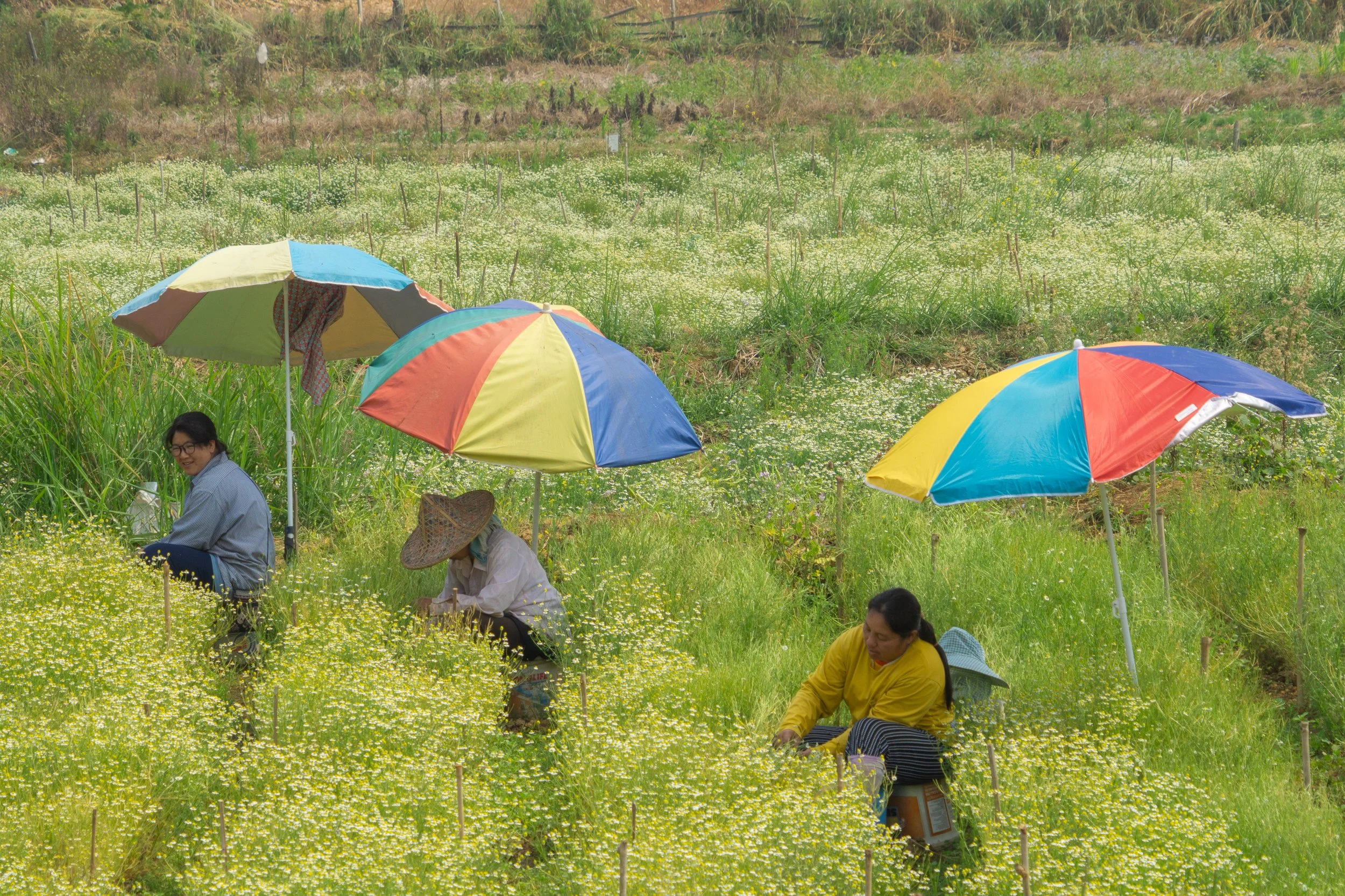 Workers harvesting flowers beneath colorful umbrellas in a rural field in Thailand.