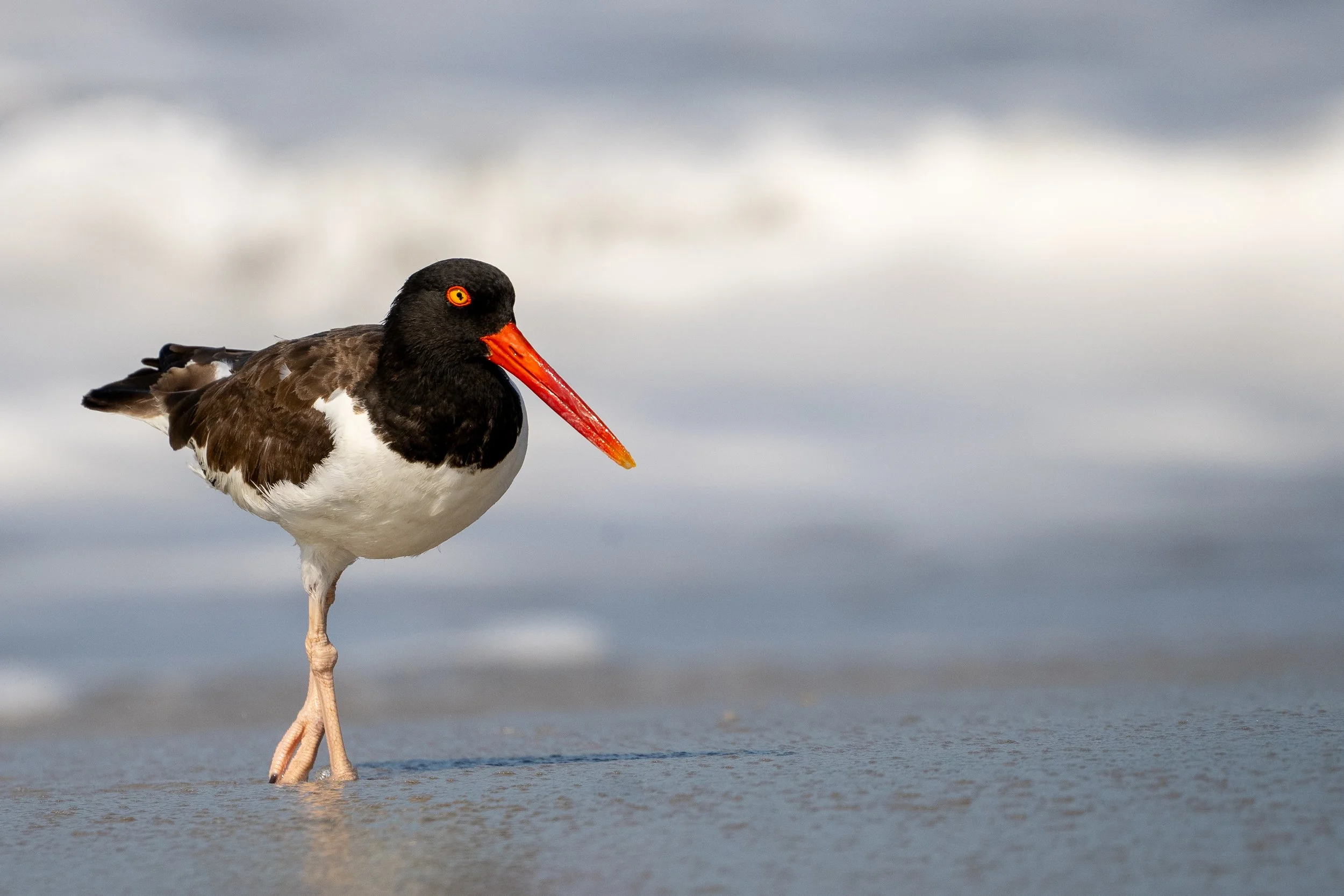 American Oystercatcher standing along the shoreline with gentle surf blurred in the background.