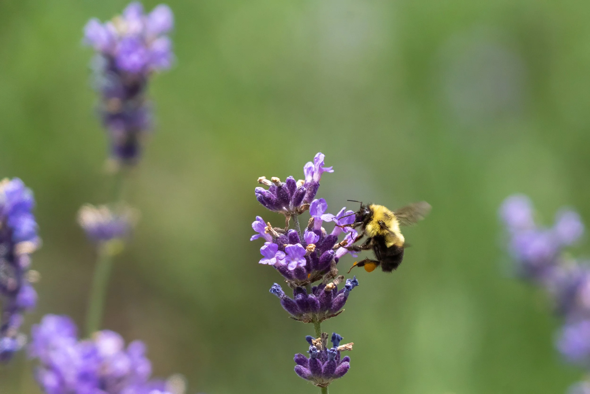 Bumblebee collecting nectar from a blooming lavender flower against a softly blurred green background.