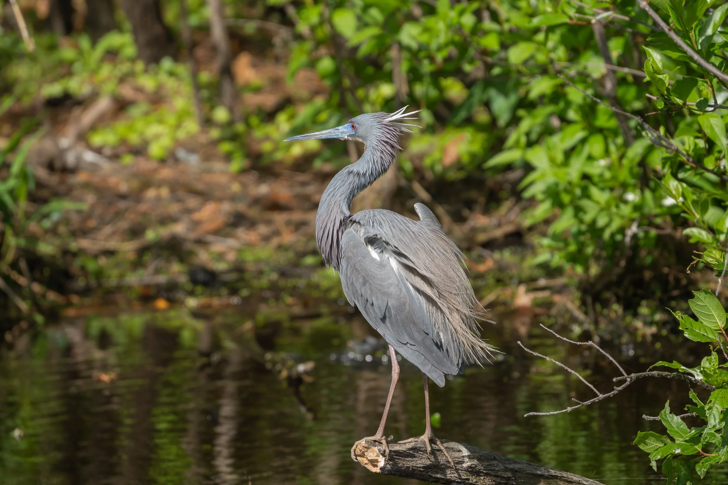 Tricolored Heron in breeding plumage perched on a weathered log above still water, displaying delicate head plumes against a backdrop of lush green foliage.