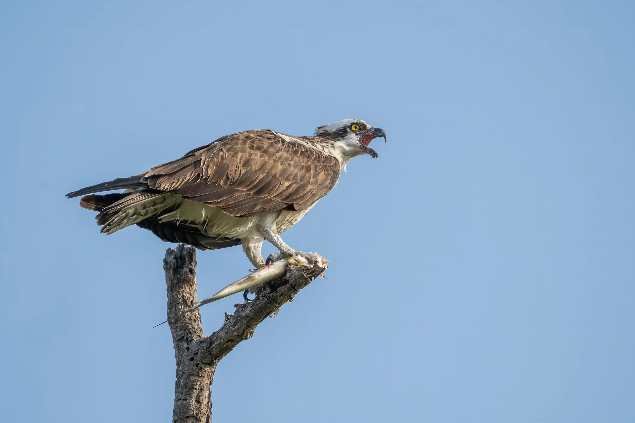 An osprey perches on a weathered branch with a freshly caught fish, calling against a clear blue sky.