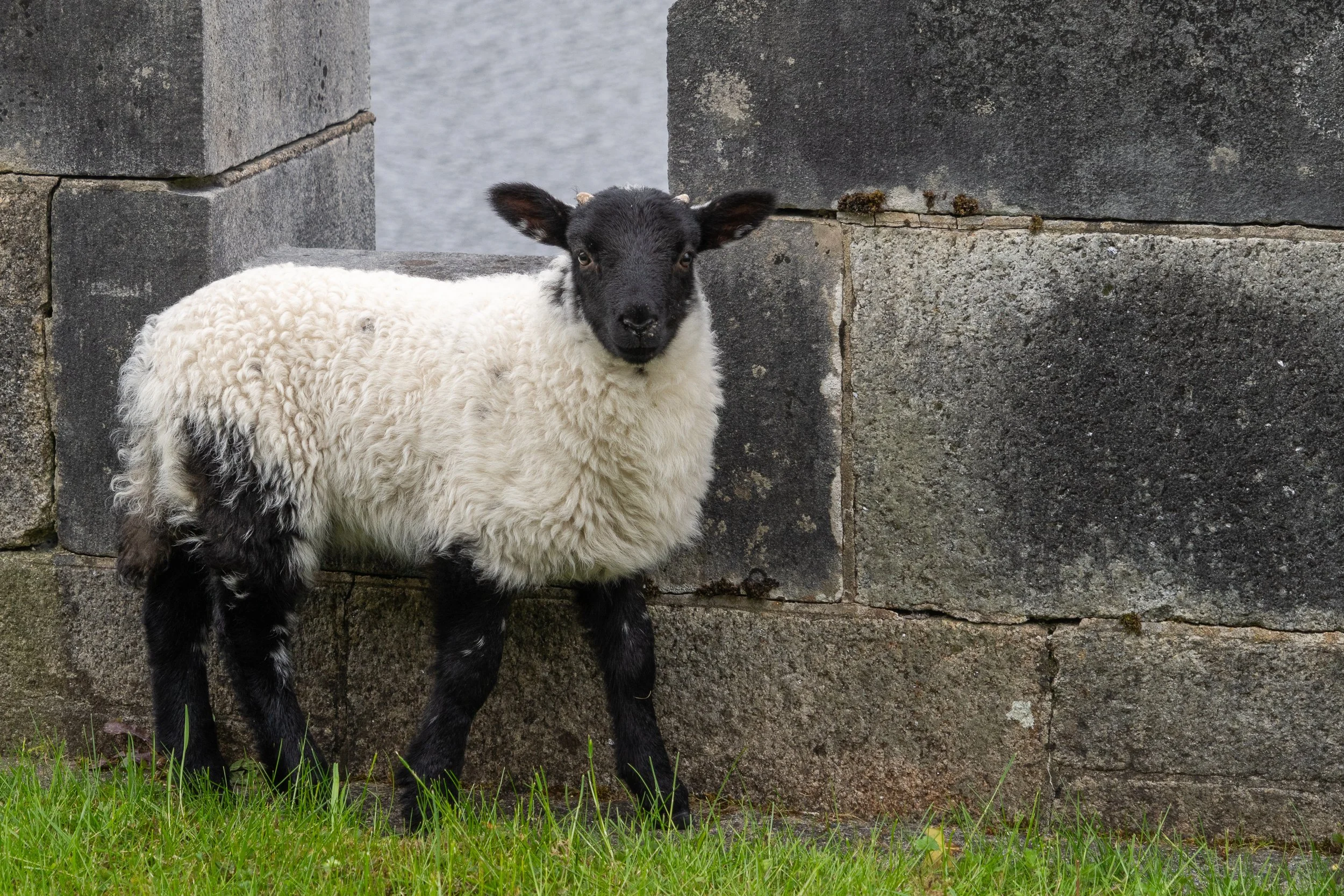 Young black-faced lamb standing beside an old stone wall in the Irish countryside, gazing curiously toward the camera.