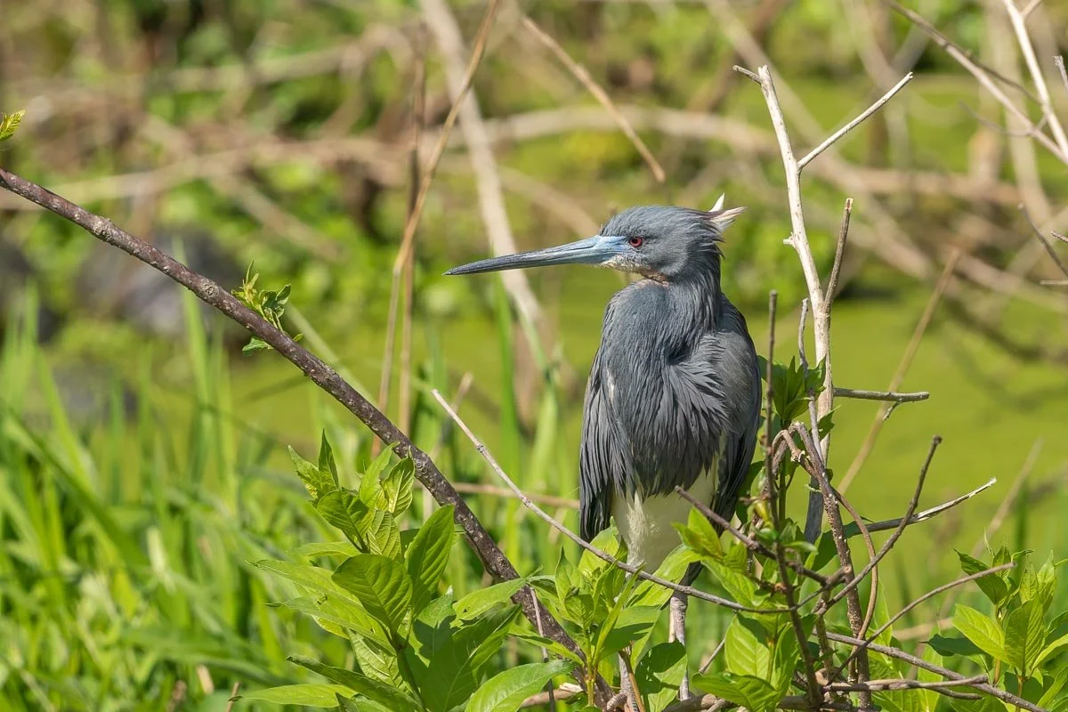 Tricolored Heron in breeding plumage perched among wetland vegetation, showing slate-blue feathers, a white belly, blue facial skin, and delicate breeding plumes.