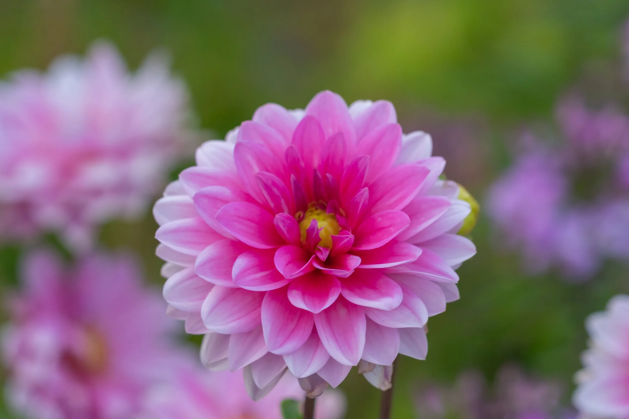 Close-up photograph of a pink dahlia in full bloom