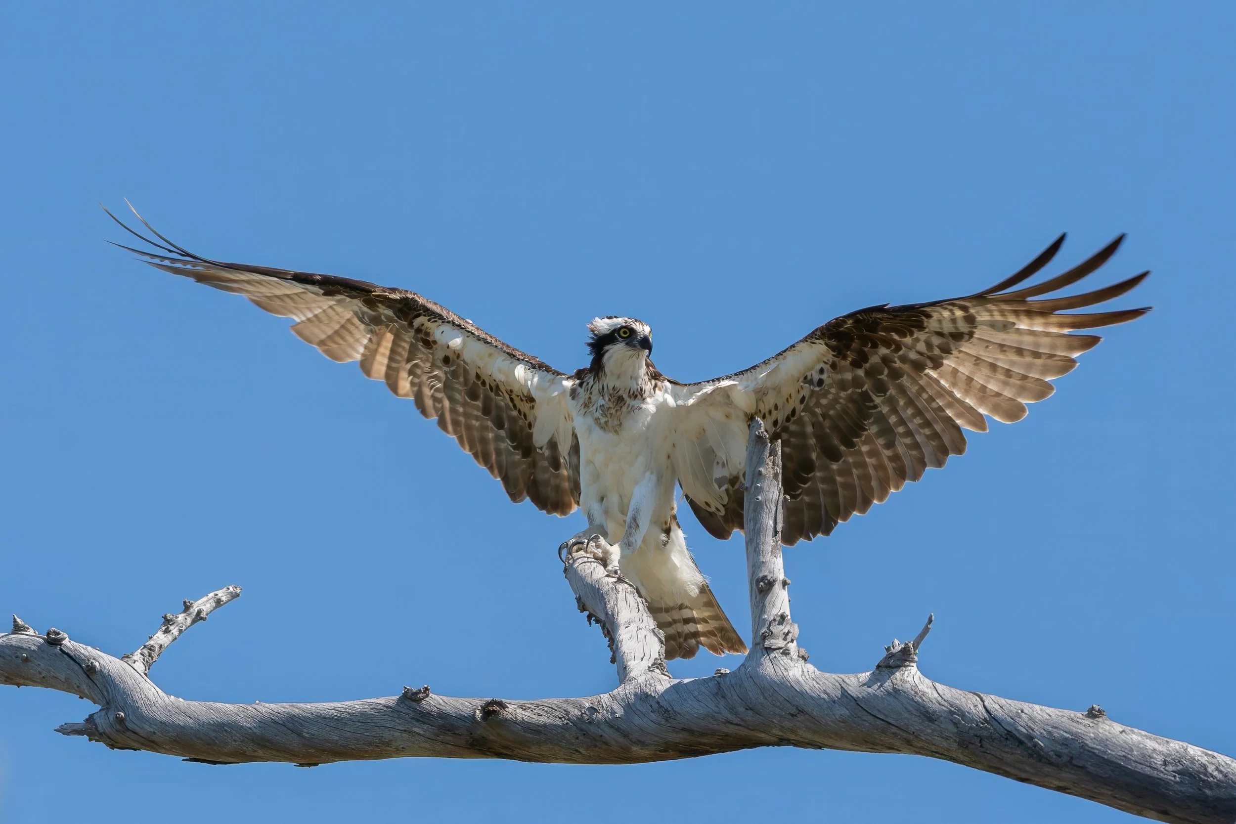 An osprey lands on a weathered tree branch with its wings fully extended against a clear blue sky.