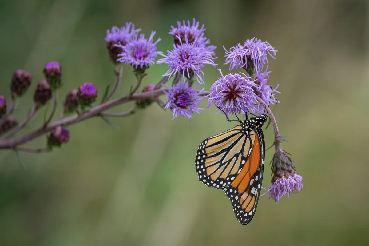 Pollinators