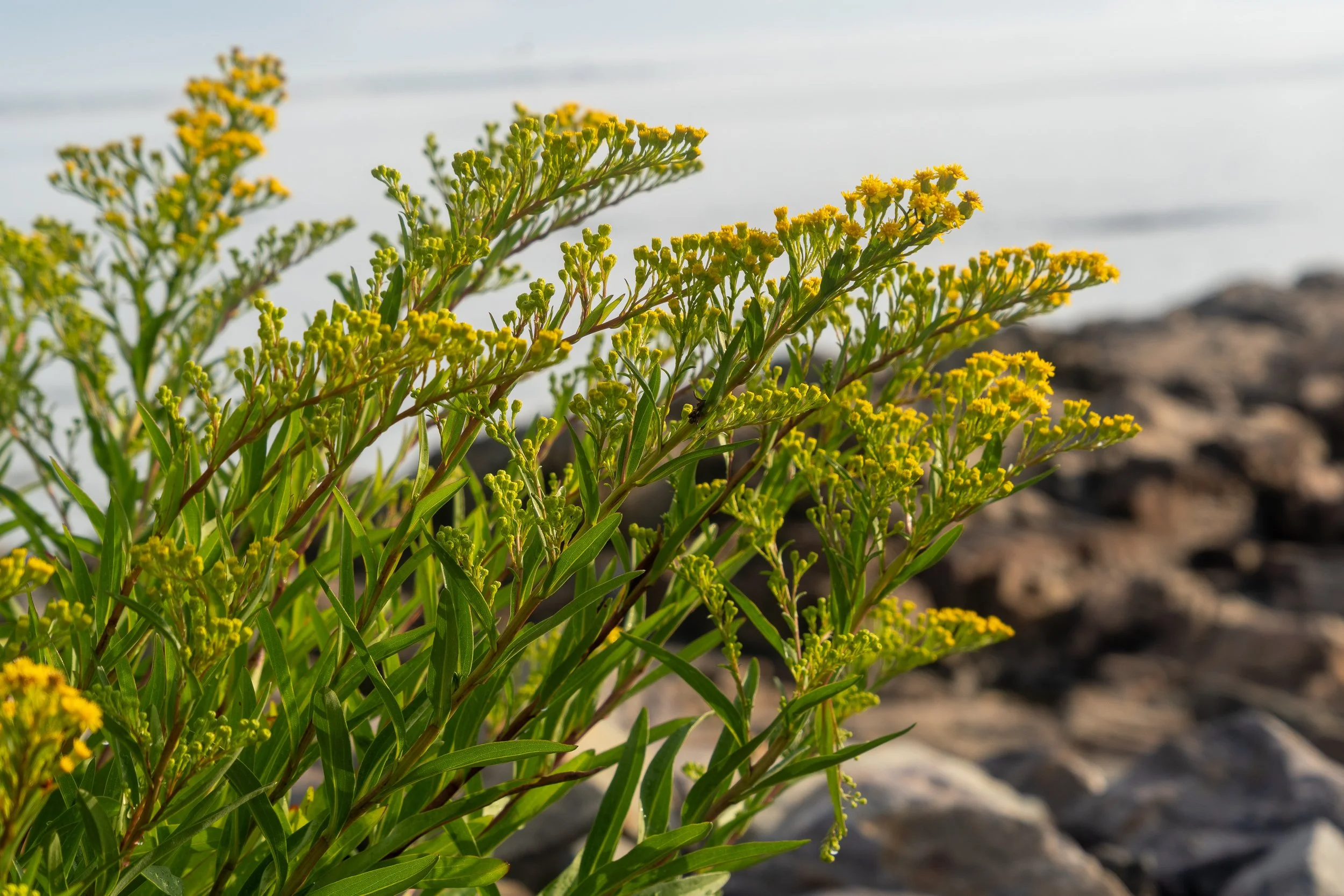 Coastal goldenrod growing beside rocky ledges in Ogunquit, Maine