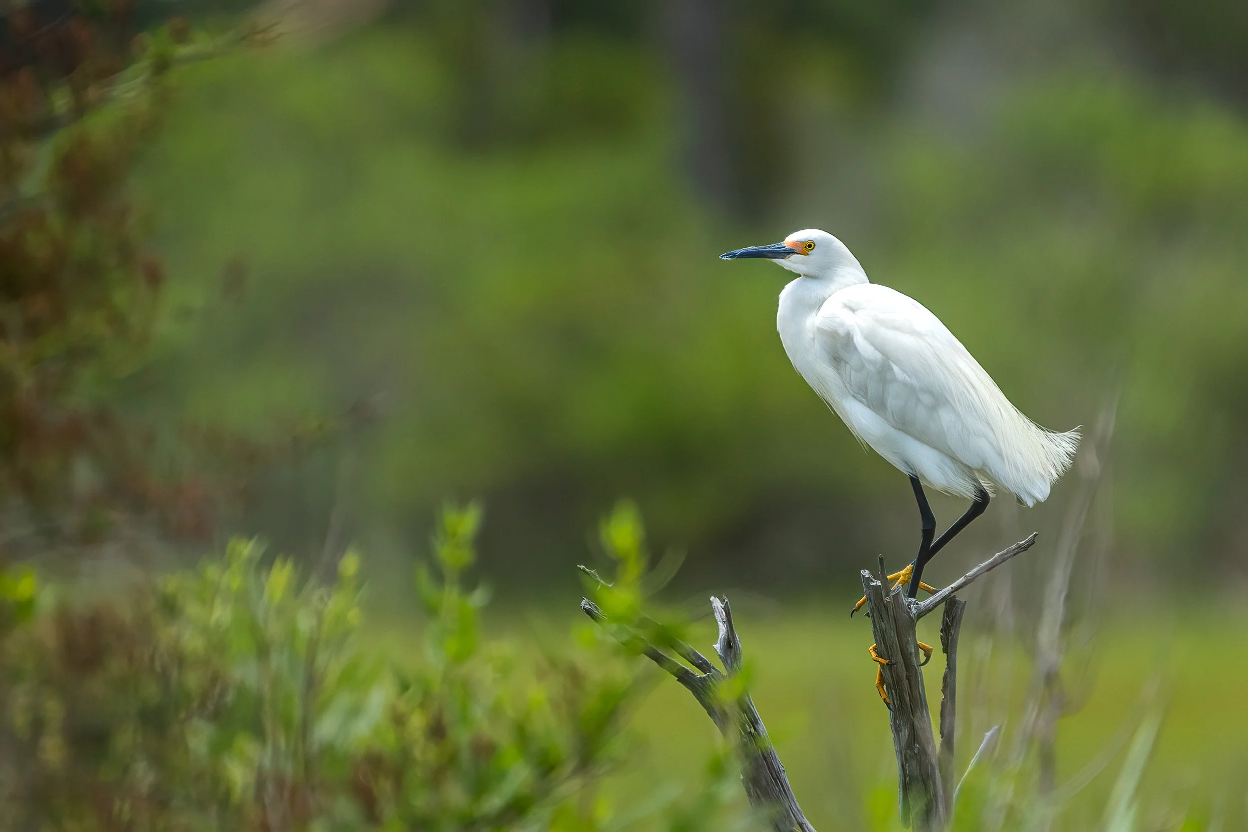 Snowy egret standing quietly on a weathered branch surrounded by soft green vegetation.