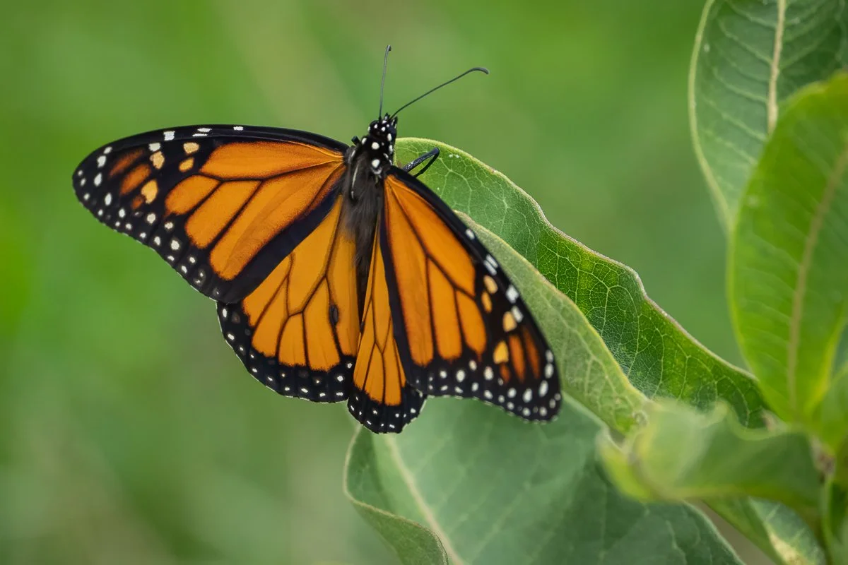 A Monarch butterfly perched on a leaf.