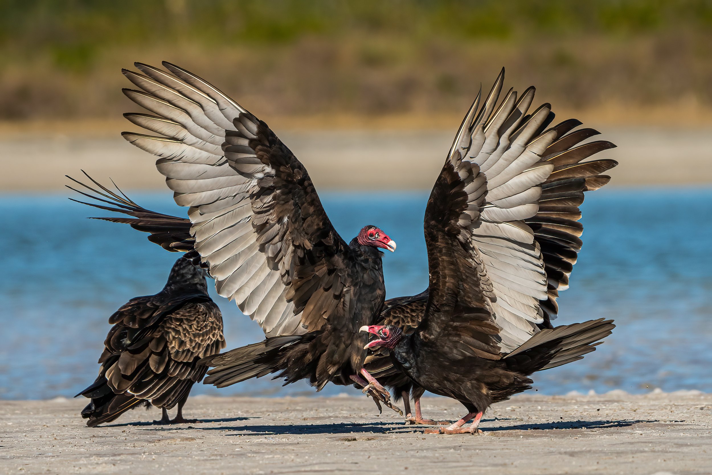Two Turkey Vultures confront one another on a sandy shoreline with their wings fully spread, creating a dramatic display of dominance and aggression.