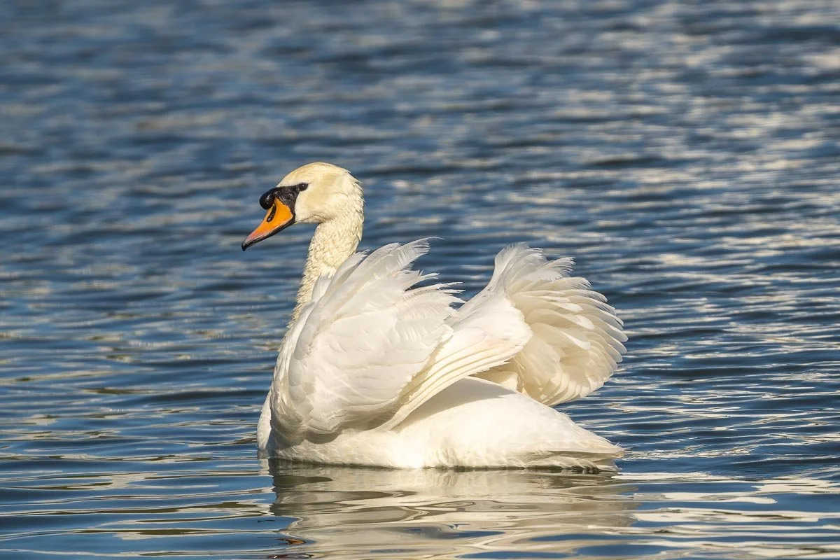 Mute swan displaying raised wings while gliding across the calm waters of Lake Morton in Lakeland, Florida.