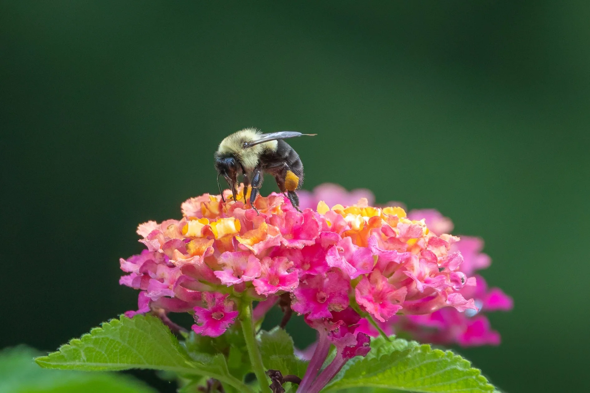 Bumblebee collecting nectar from pink lantana blossoms against a soft green background in Pennsylvania.