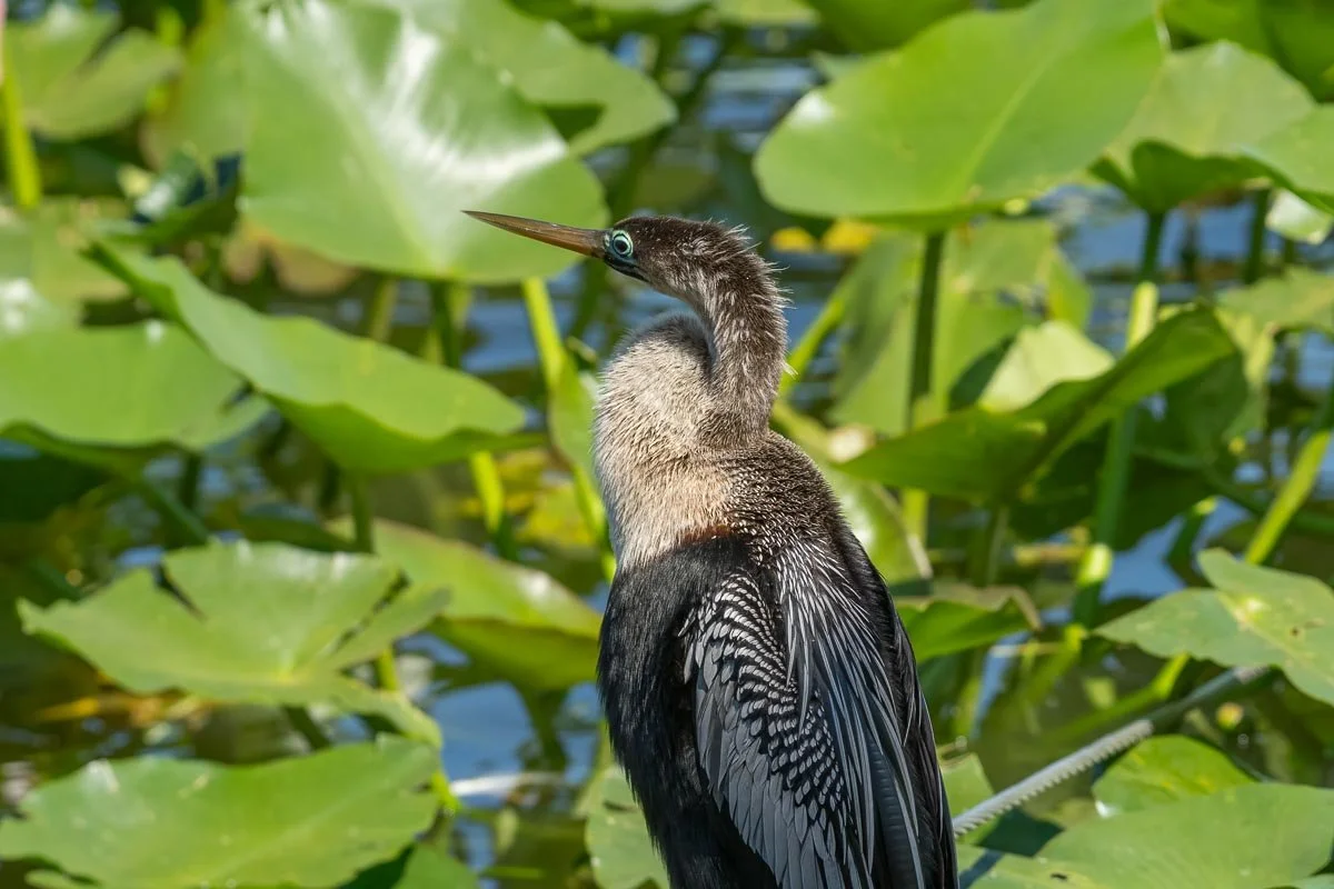 Anhinga perched among green lily pads at Lake Morton in Lakeland, Florida, displaying iridescent wing feathers and its distinctive blue-green eye.