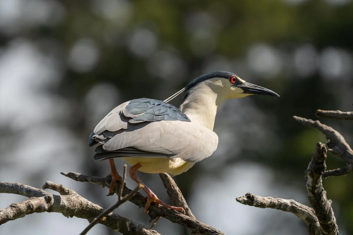 Adult Black-crowned Night Heron perched on a tree branch, displaying red eyes, gray wings, a black crown, and long white breeding plumes. Des