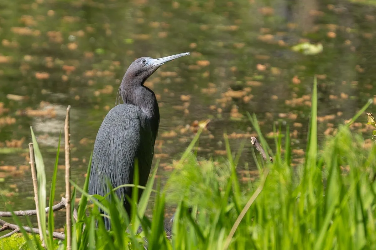 Adult Little Blue Heron standing among marsh grasses beside a quiet wetland, displaying slate-blue plumage and a maroon head and neck.