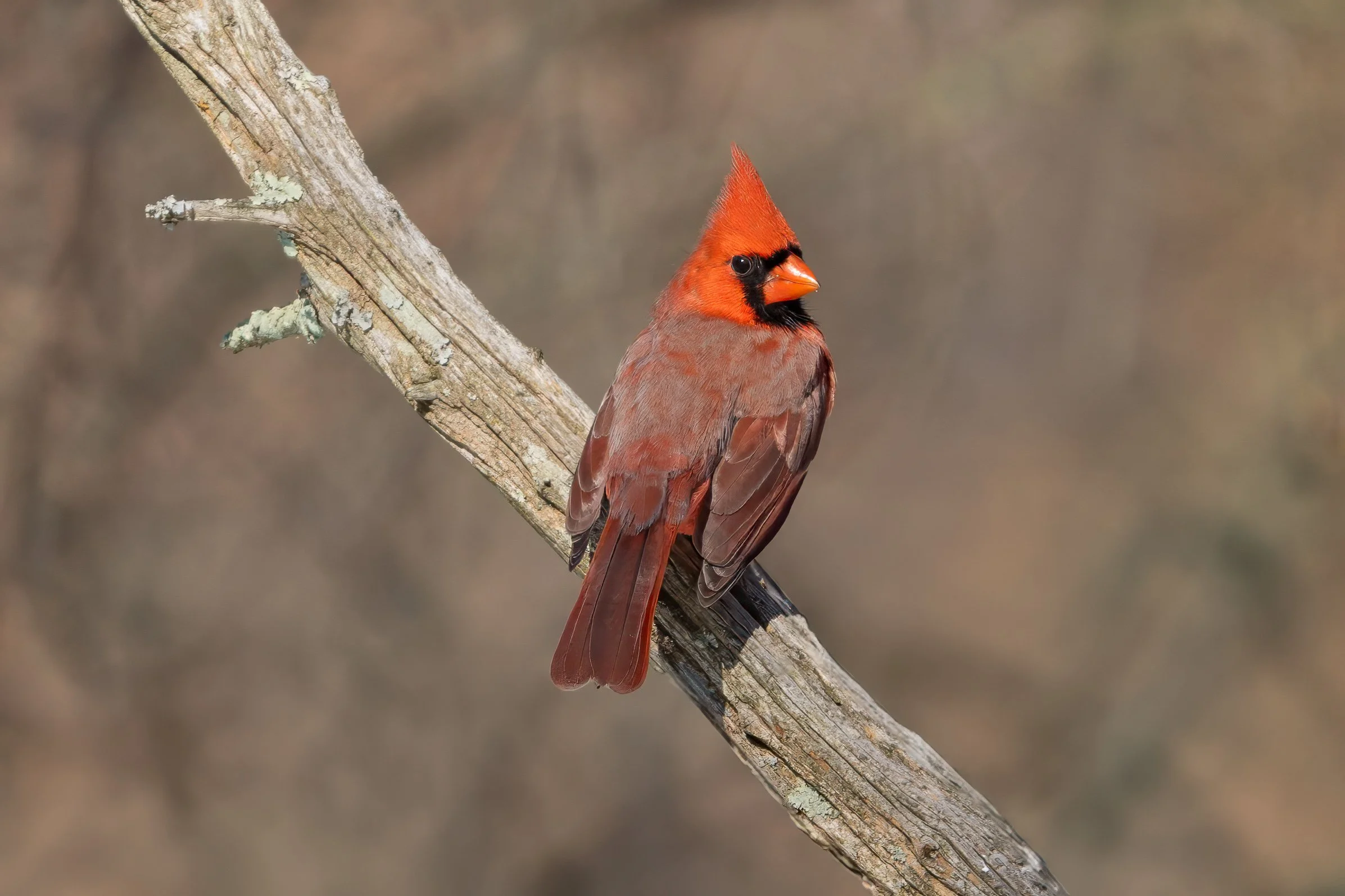 Male northern cardinal perched on a weathered tree branch against a softly blurred background.