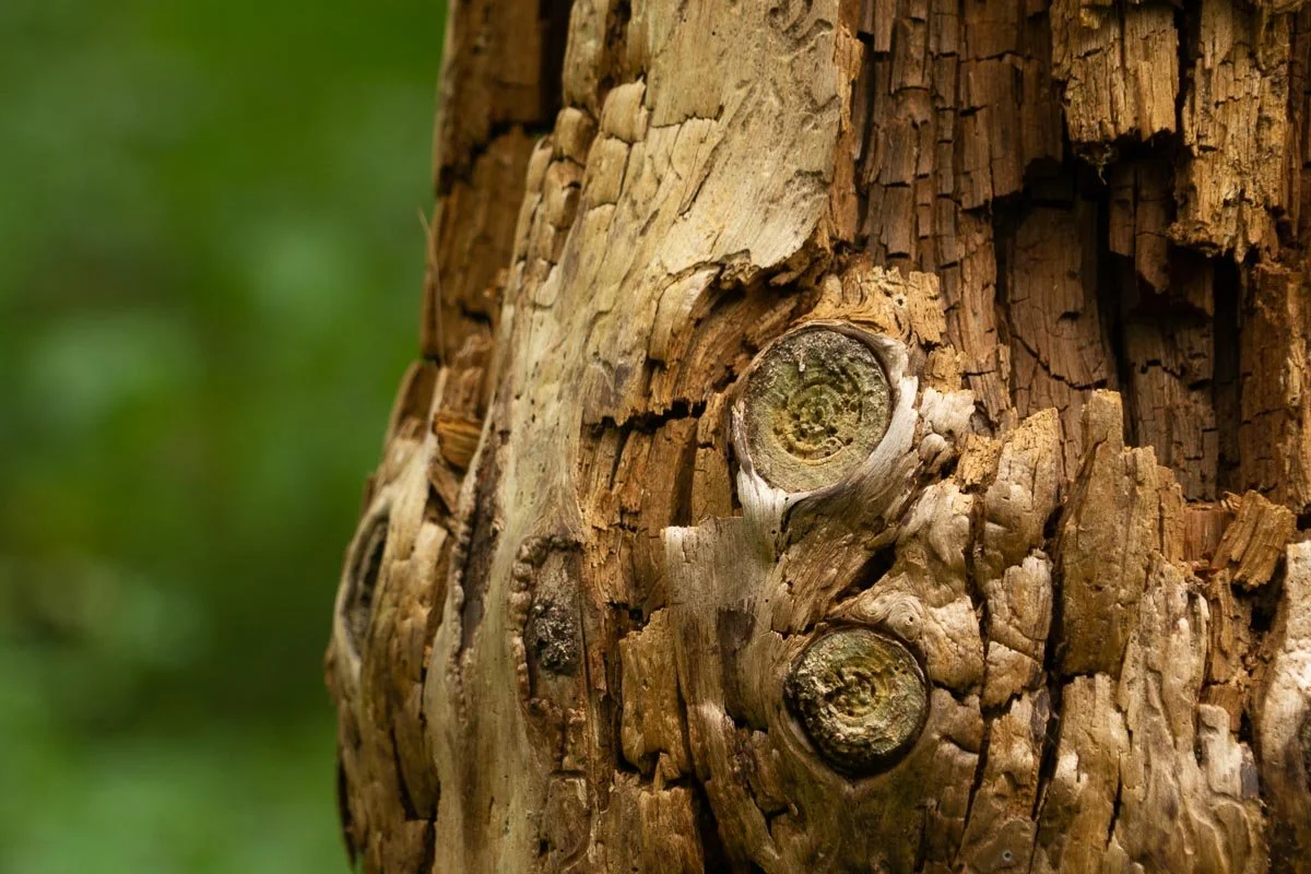 Time and the elements have transformed a weathered tree into a tapestry of texture, revealing the quiet artistry found in nature's enduring cycles.