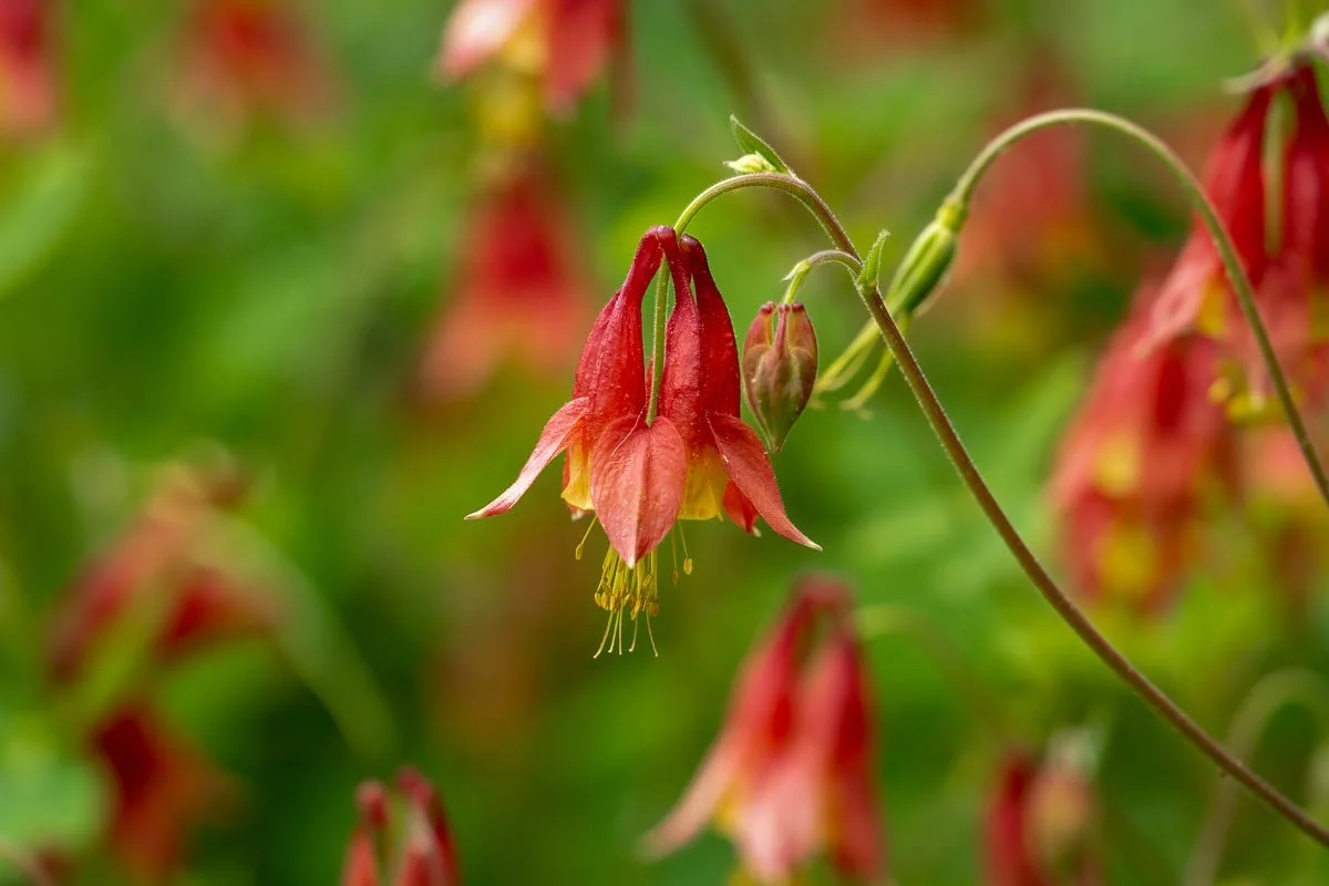 Red and yellow wild columbine flower in bloom with an unopened bud against a softly blurred background of surrounding blossoms.