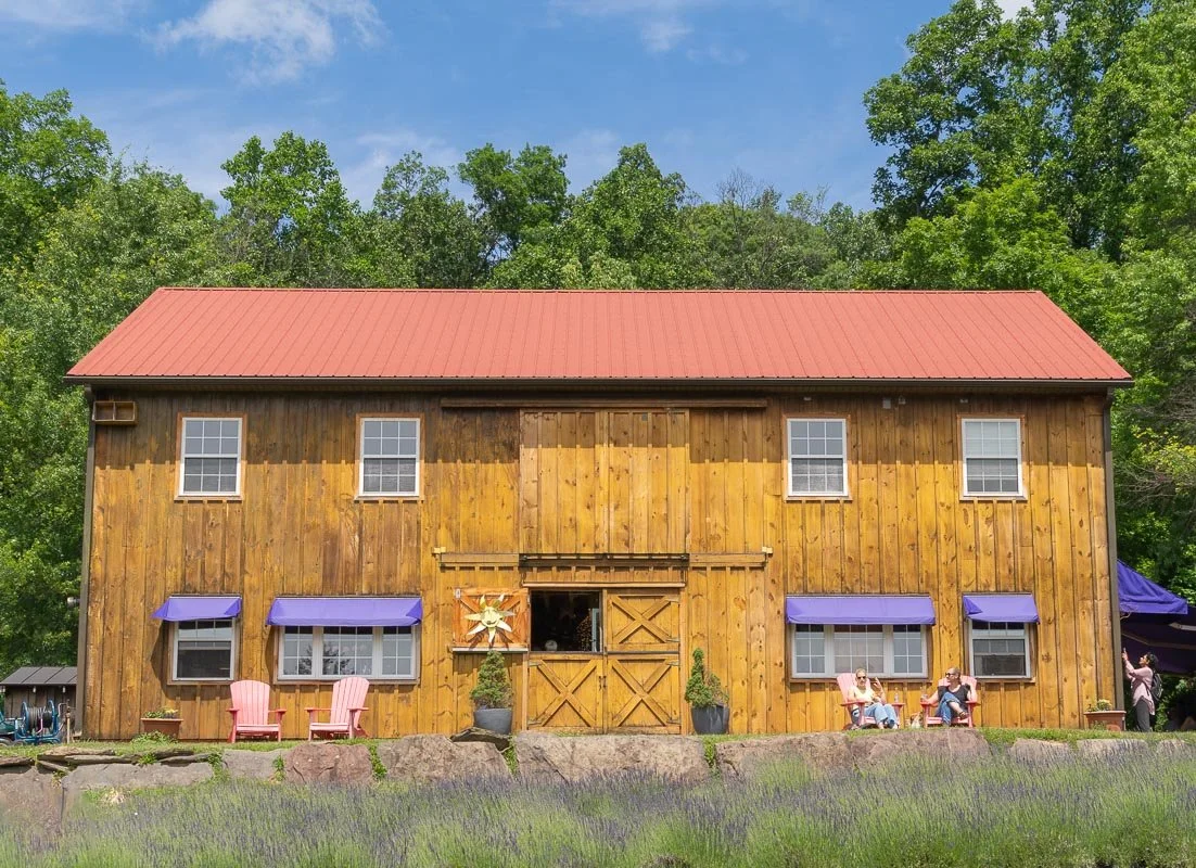 Rustic wooden barn overlooking blooming lavender fields at Peace Valley Lavender Farm in Bucks County, Pennsylvania.