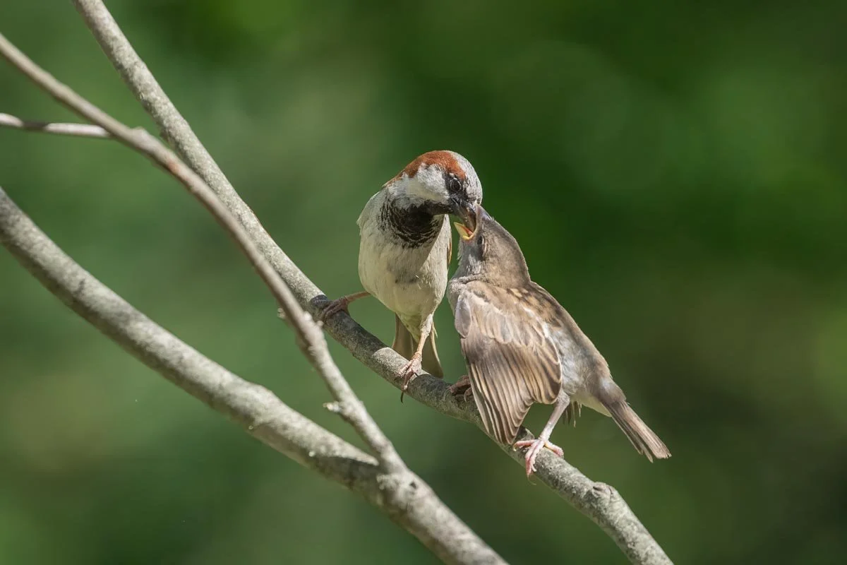 Adult House Sparrow feeding a fledgling while perched together on a tree branch against a soft green background.