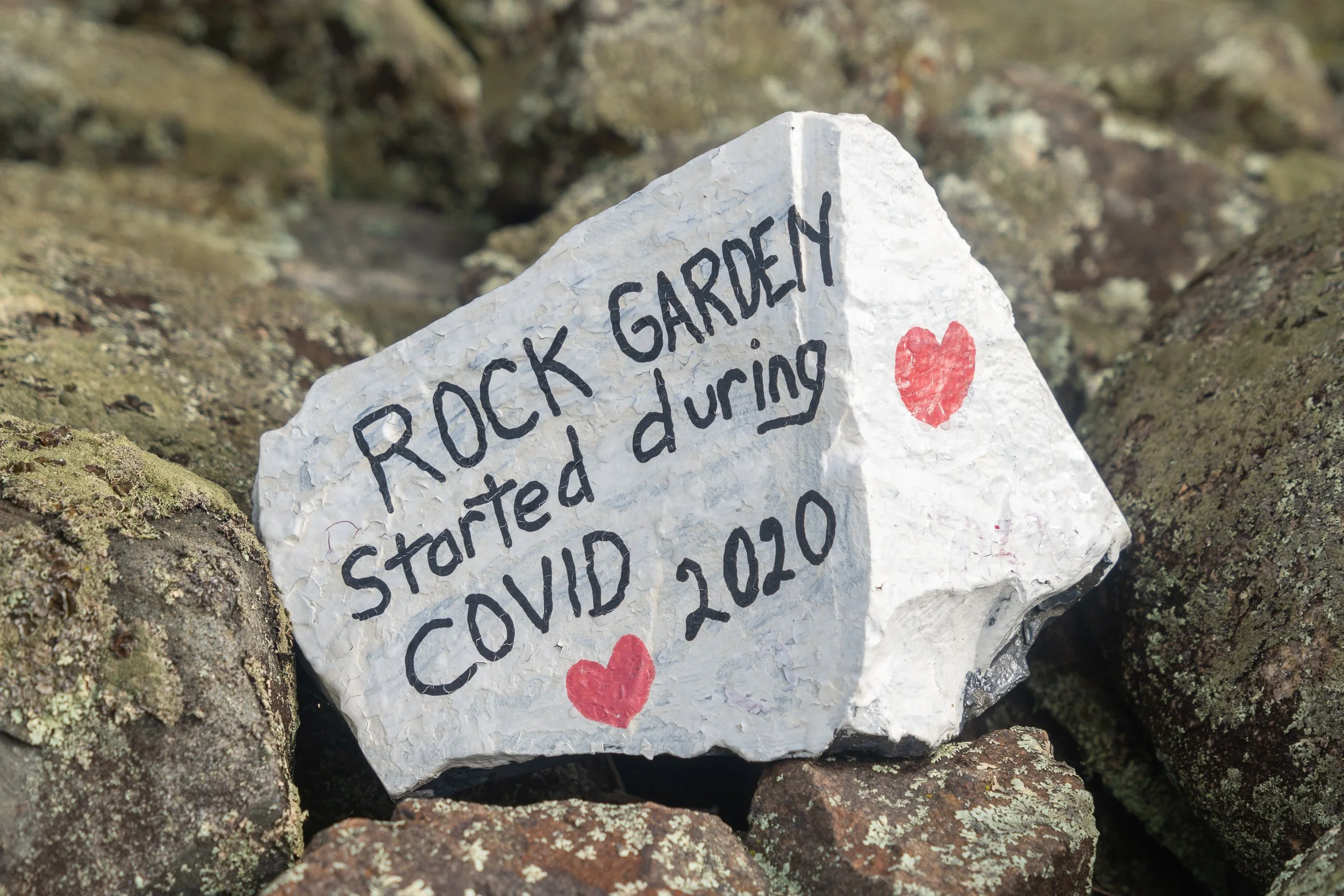 Painted stone explaining that the Ogunquit rock garden began during the COVID-19 pandemic