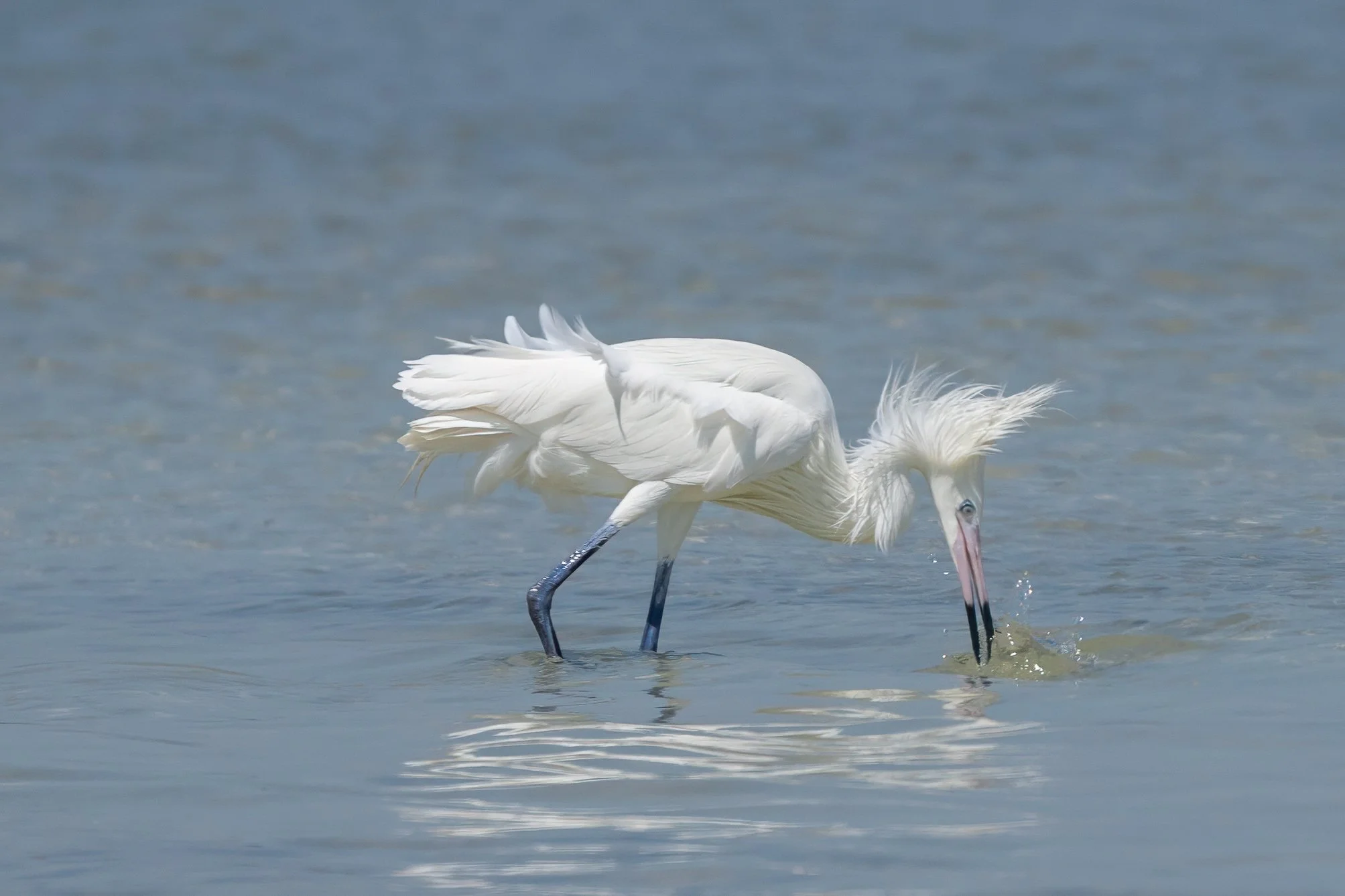 White-morph reddish egret striking at a fish in shallow water with raised crest feathers and splashing water.