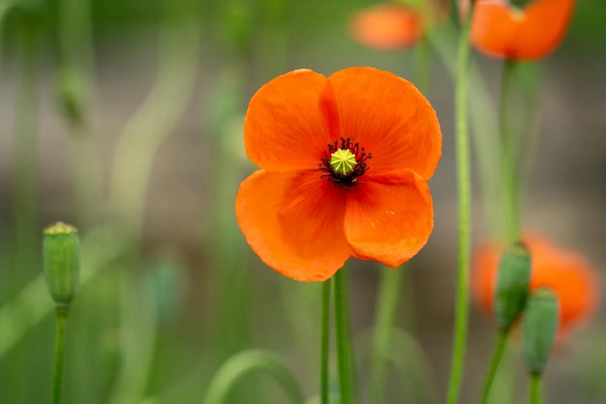 Single orange poppy in bloom surrounded by unopened seed pods and softly blurred wildflowers in the background.