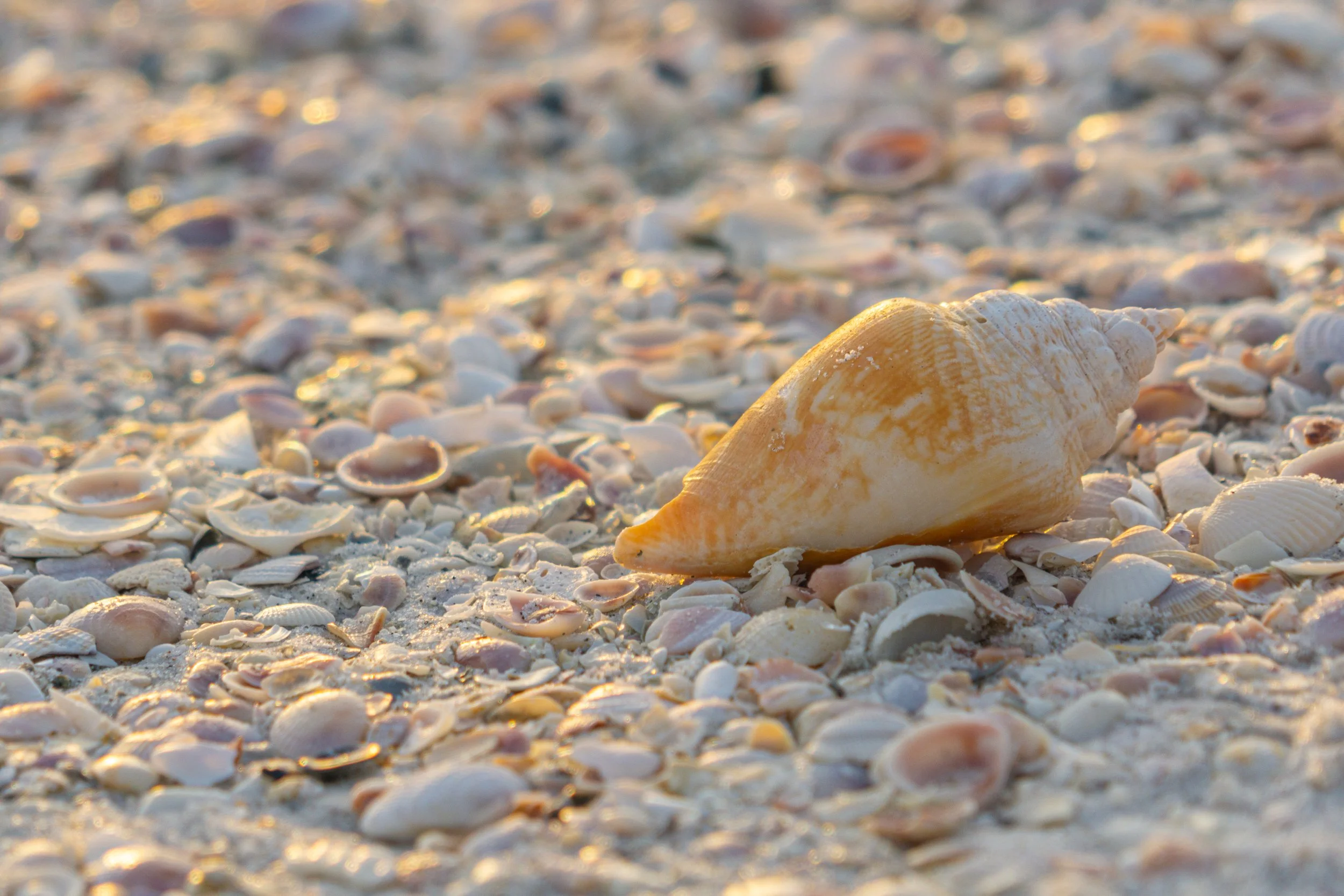Lightning whelk shell resting on a shell-strewn beach, illuminated by the warm golden light of sunrise.