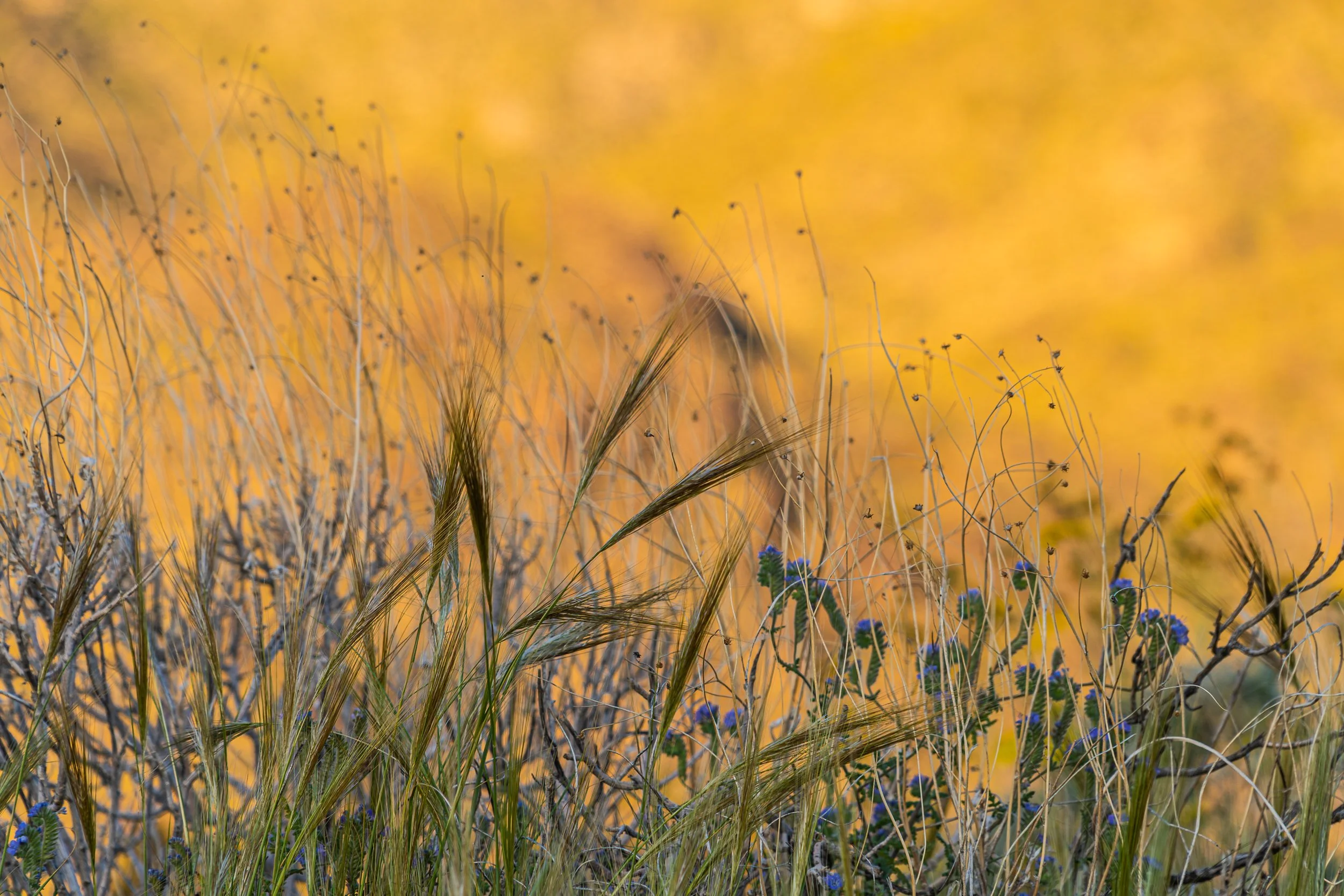 Desert grasses and wildflowers glowing in golden evening light against a softly blurred background.