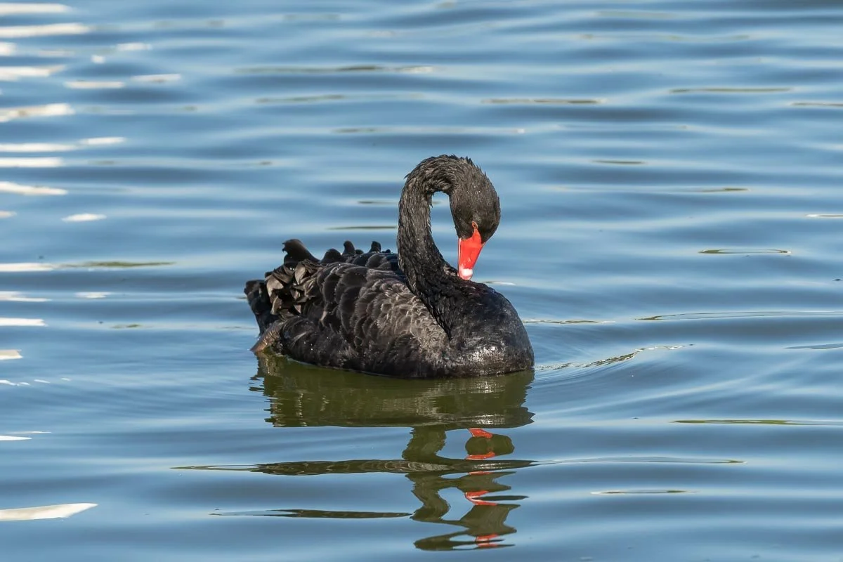 Black swan gliding across the calm waters of Lake Morton in Lakeland, Florida, with its curved neck and reflection mirrored on the rippling surface.