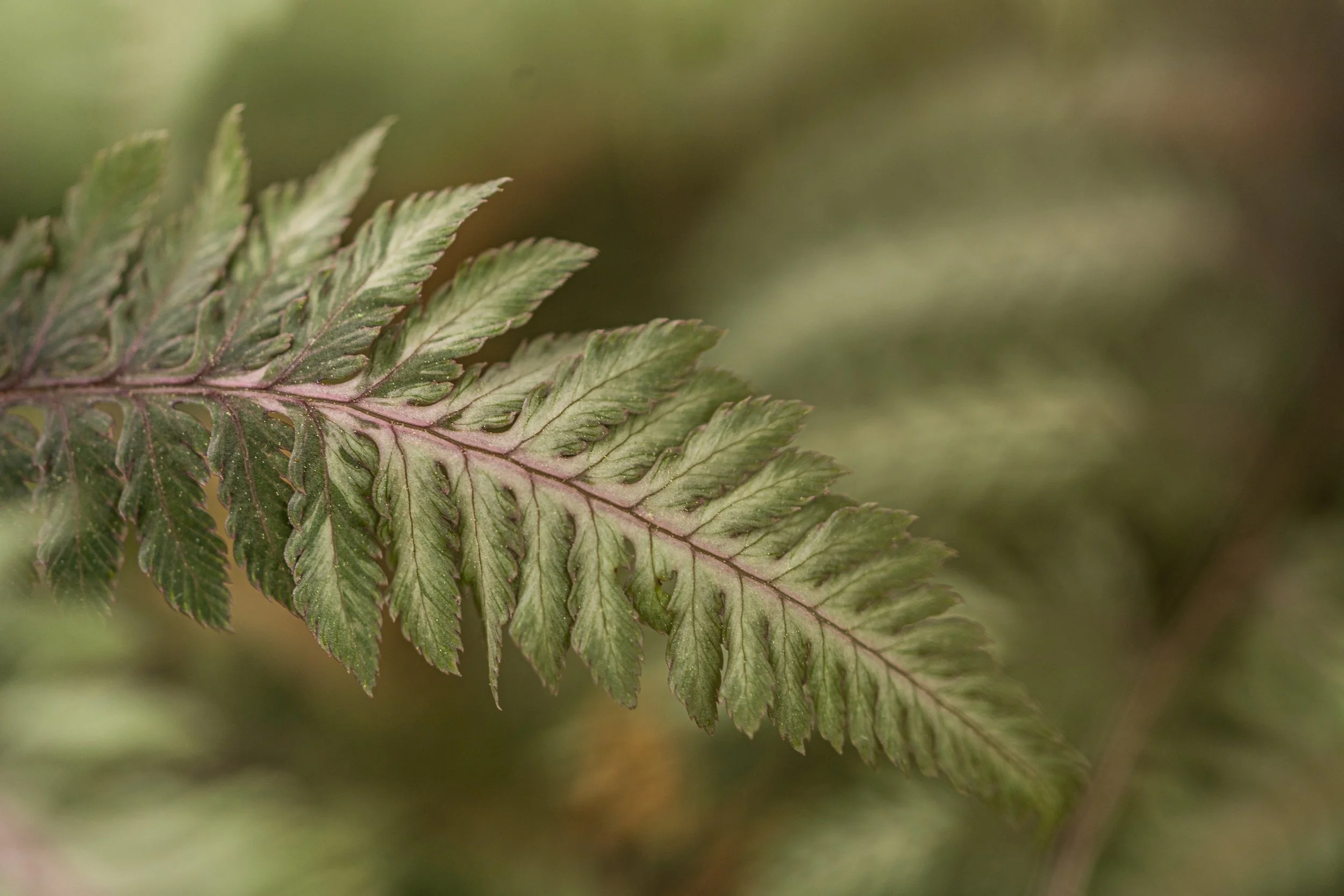 Close-up of a green fern frond with intricate leaf patterns against a softly blurred woodland background.