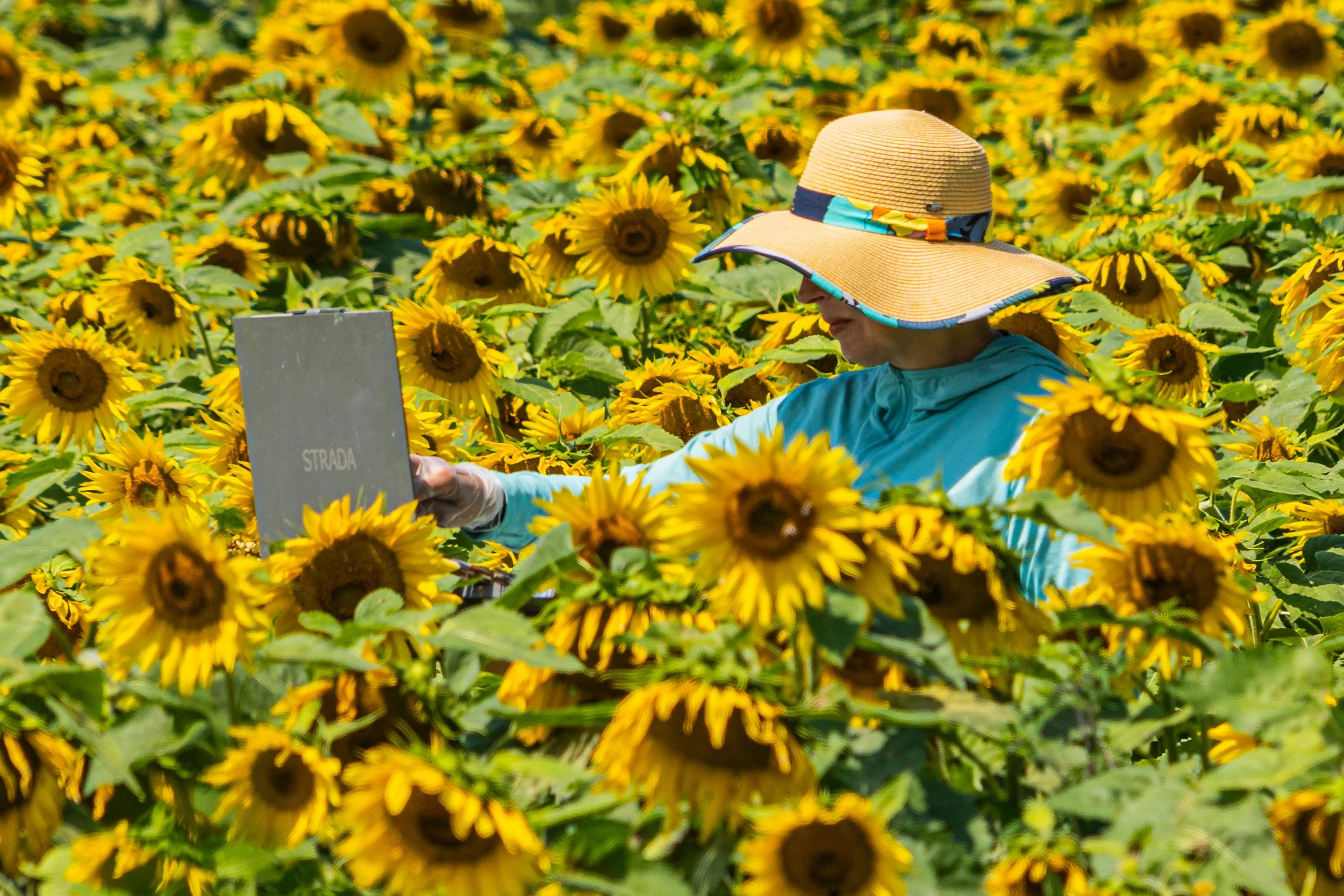 Woman wearing a wide-brimmed hat working quietly among a dense field of yellow sunflowers.