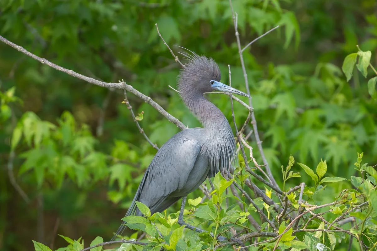 Little Blue Heron in breeding plumage perched among leafy branches, displaying slate-blue feathers, a maroon neck, and wispy breeding plumes in a lush wetland.