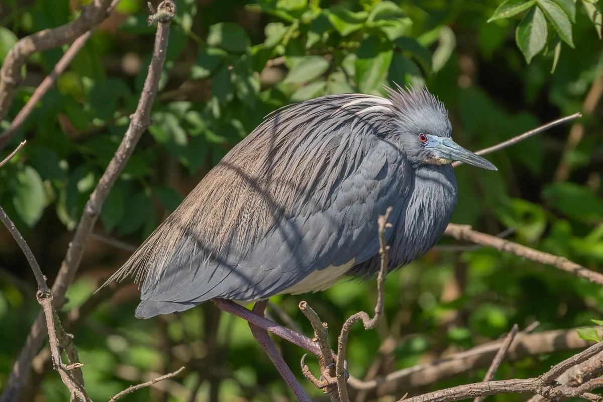 Tricolored Heron in breeding plumage perched among branches, displaying slate-blue feathers, a white belly, cascading buff breeding plumes, and a vivid red eye.