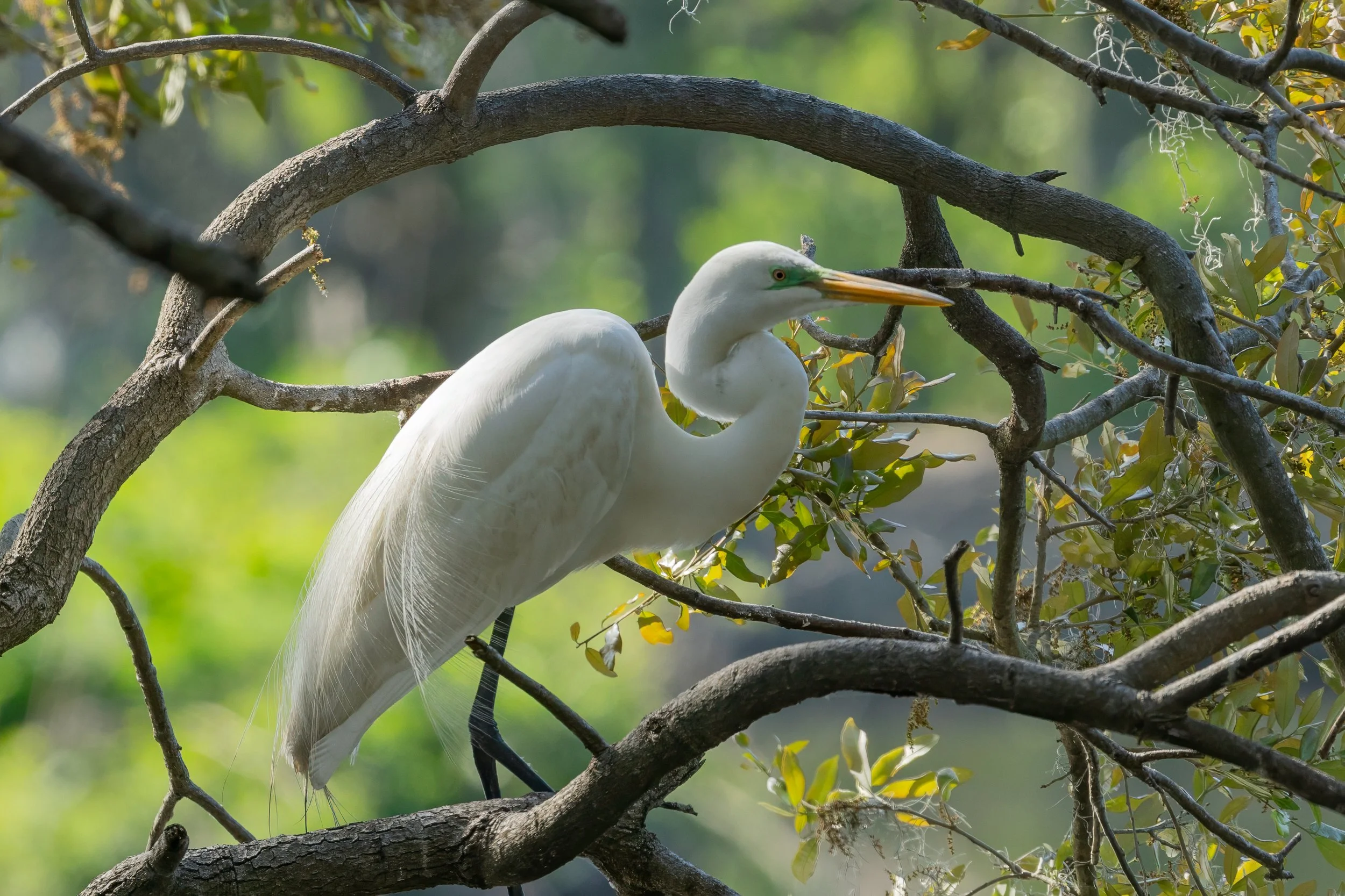 Great Egret perched among twisting oak branches, its white plumage contrasting against a softly blurred green woodland background.